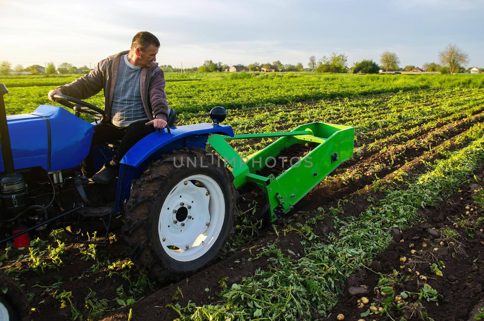 Farmer digs out a crop of potatoes. Harvest first potatoes in early spring. Farming and farmland. Agro industry and agribusiness. Harvesting mechanization in developing countries. Support for farms