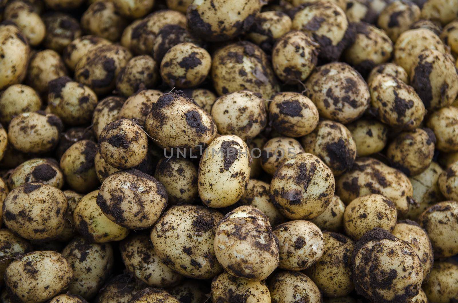 A pile of fresh young potatoes. Freshly dug potatoes with soil dirt. Harvesting, harvest. Agricultural food production and farming. Gardening. Growing organic potato vegetables on the farm.