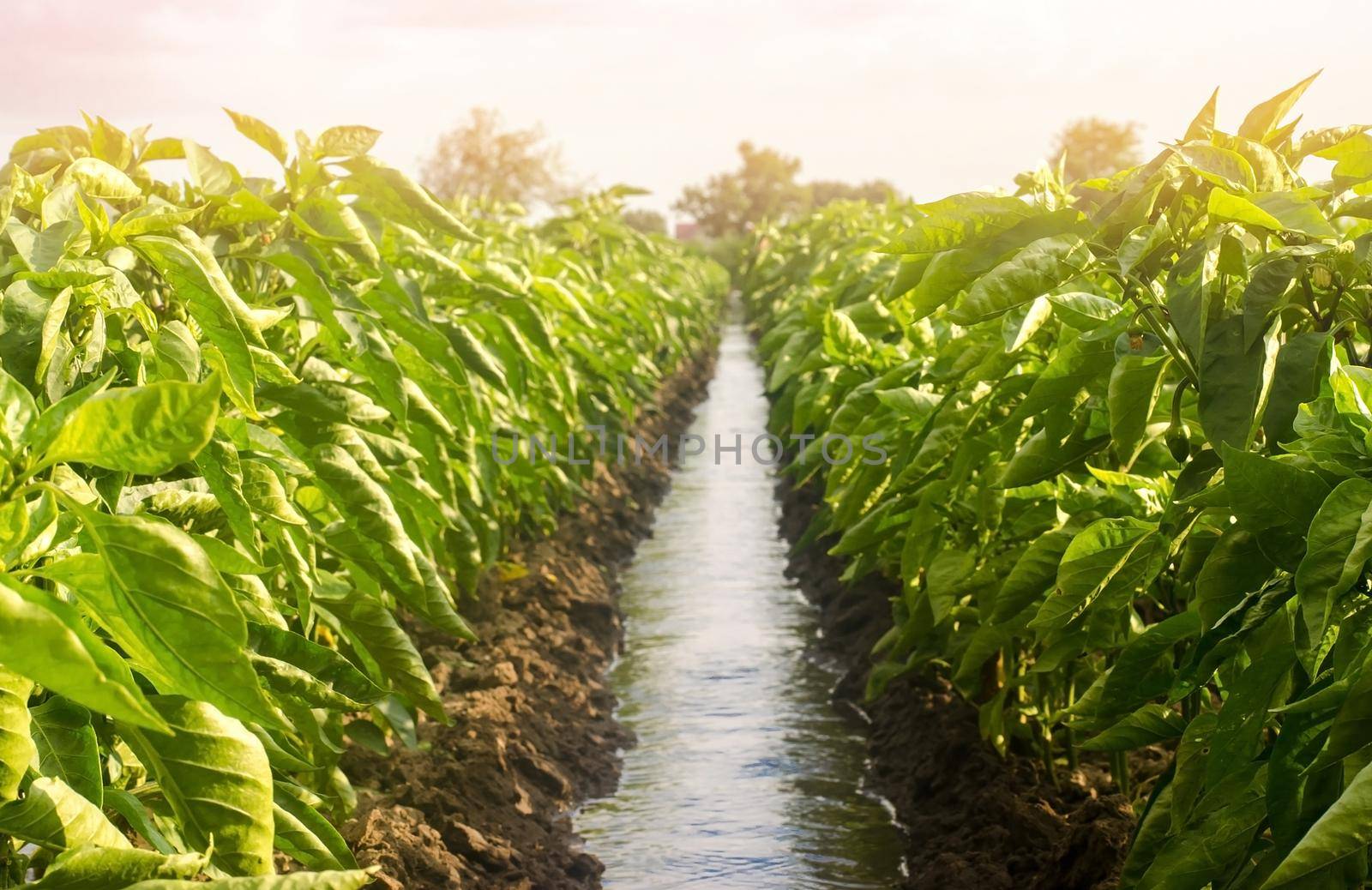 Rows pepper plantation divided by irrigation water channel. traditional method of watering the fields. Cultivation, care of the pepper plantation. Beautiful farm field. Farming and agriculture