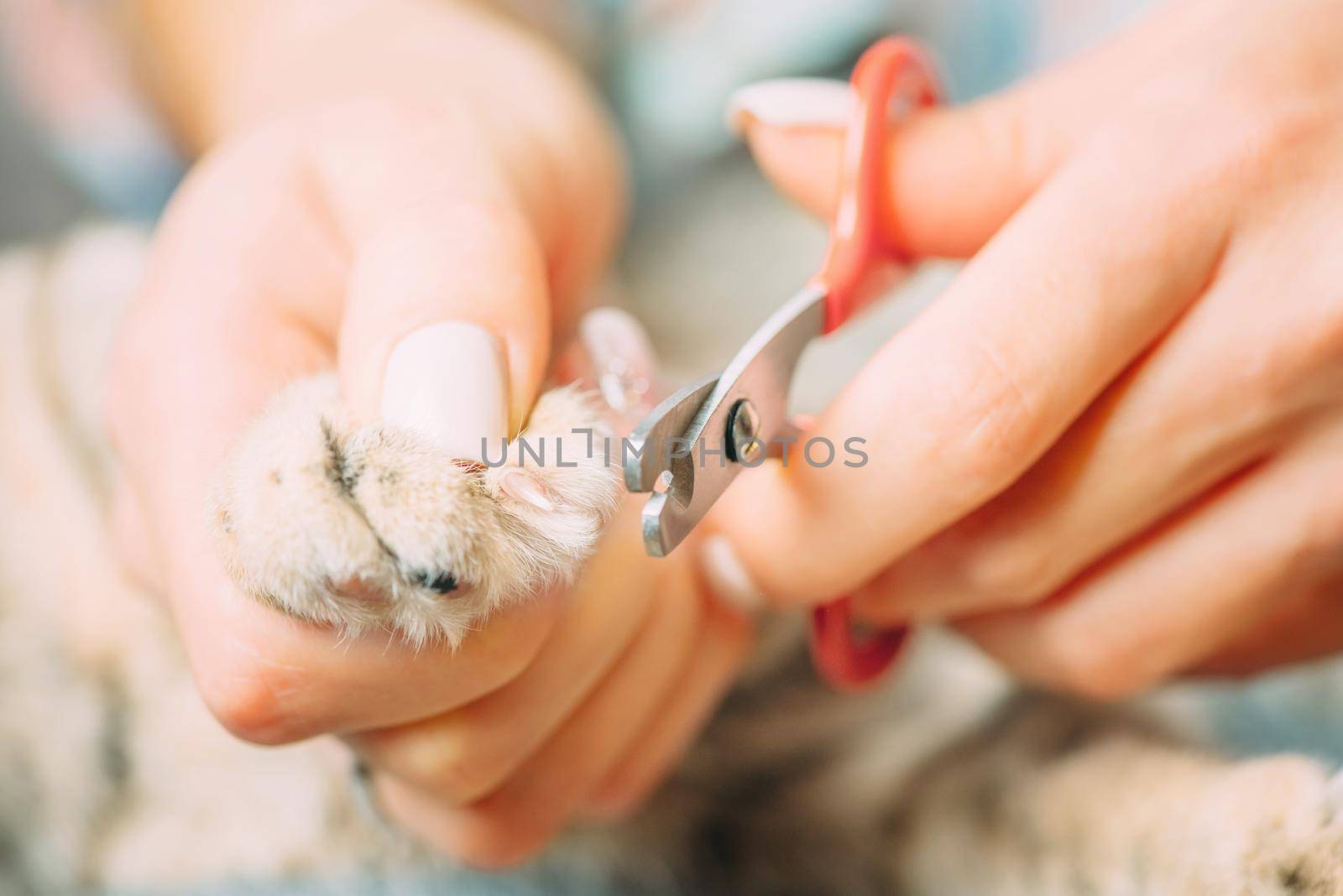 Woman holding cat paw and cutting nails, close-up.