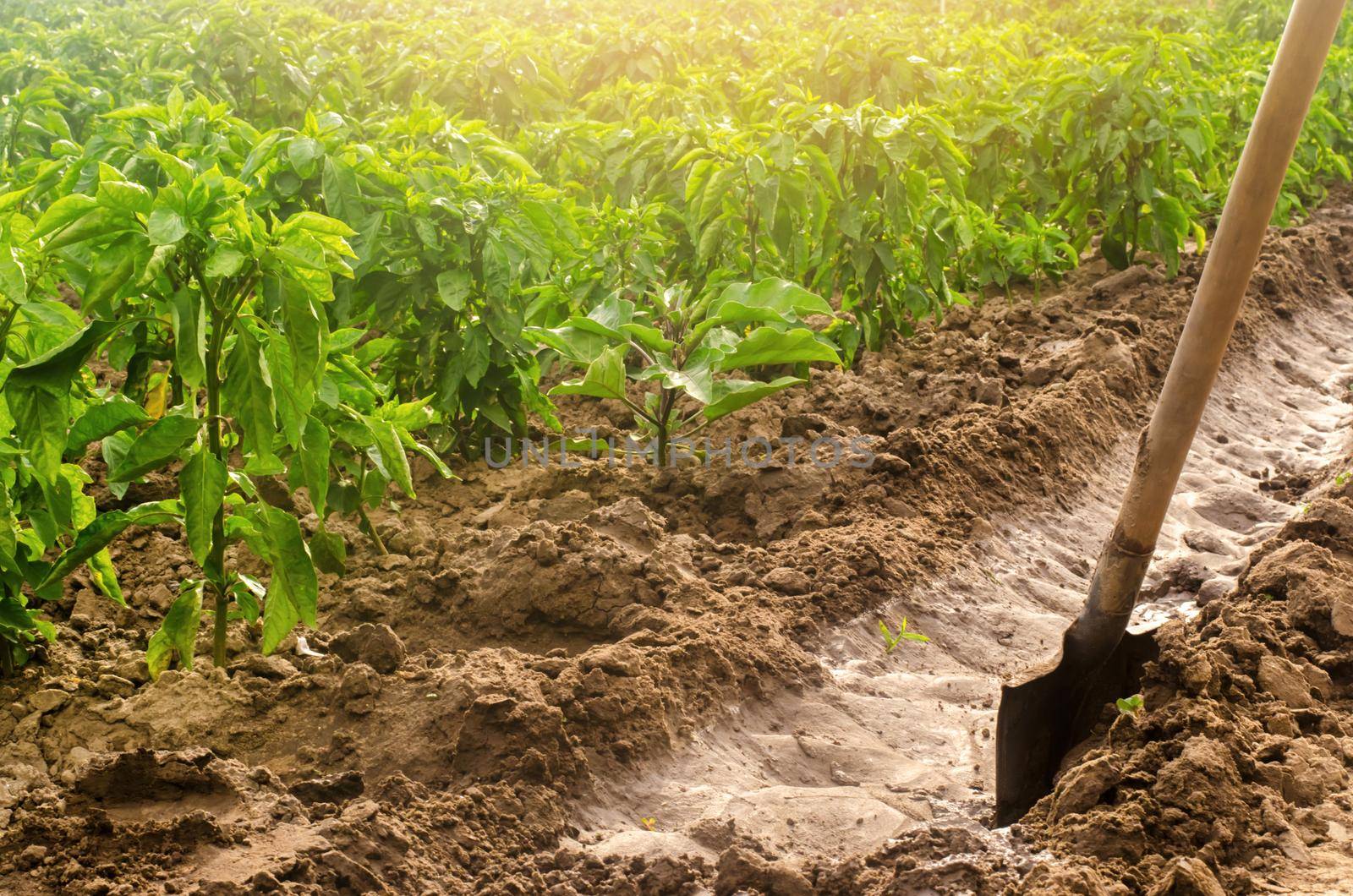 Plantation pepper and irrigation channel with a shovel. traditional method of watering the fields. Cultivation, care of the pepper plantation. Farm craft. Beautiful farm field. Farming and agriculture