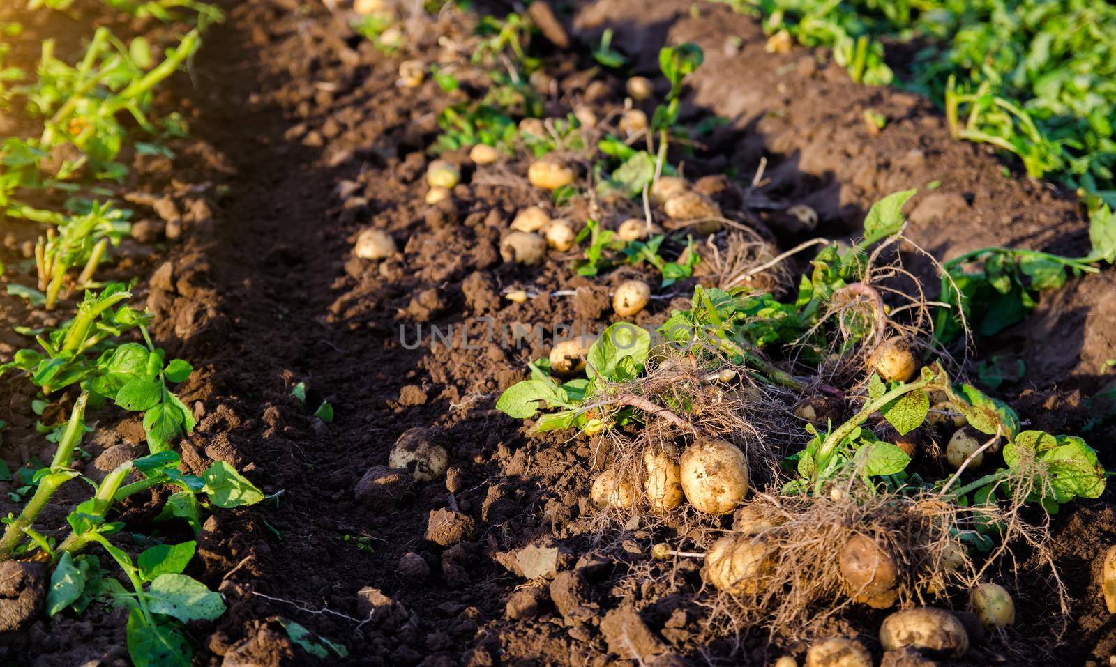 Fresh potatoes on ground. Freshly dug organic potato vegetables lie on moist, loose ground with tops. Agricultural production. Bountiful harvest Growing food on the farm field. Gardening and farming. by iLixe48