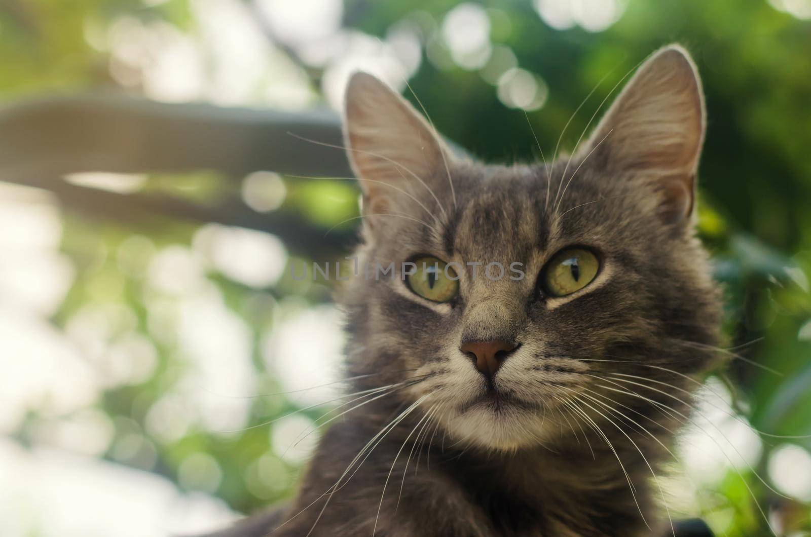 Gray domestic cat with a curious and surprised look on the background of green bokeh. curiosity and uncertainty, excitement from the event. Interest and caution. Funny pet muzzle. Focus on nose