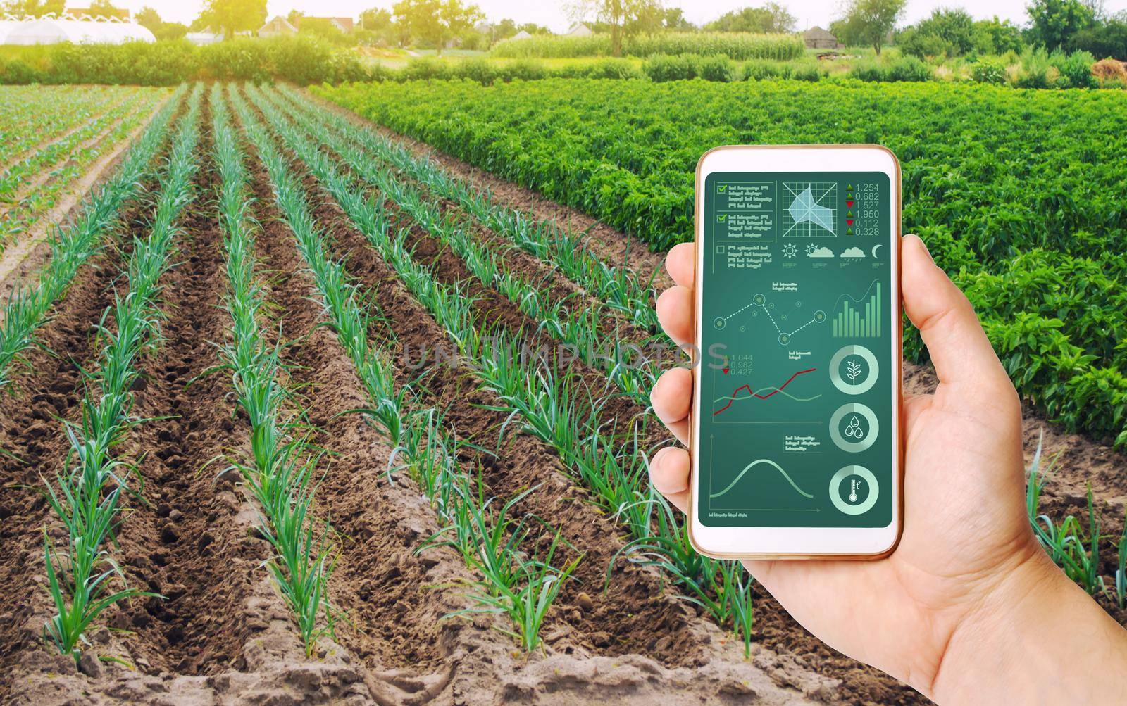 A hand is holding a smartphone with infographics on the background of field of young green leek plantations. innovative technologies, data analyzing on plants status. Growing vegetables, Agribusiness by iLixe48
