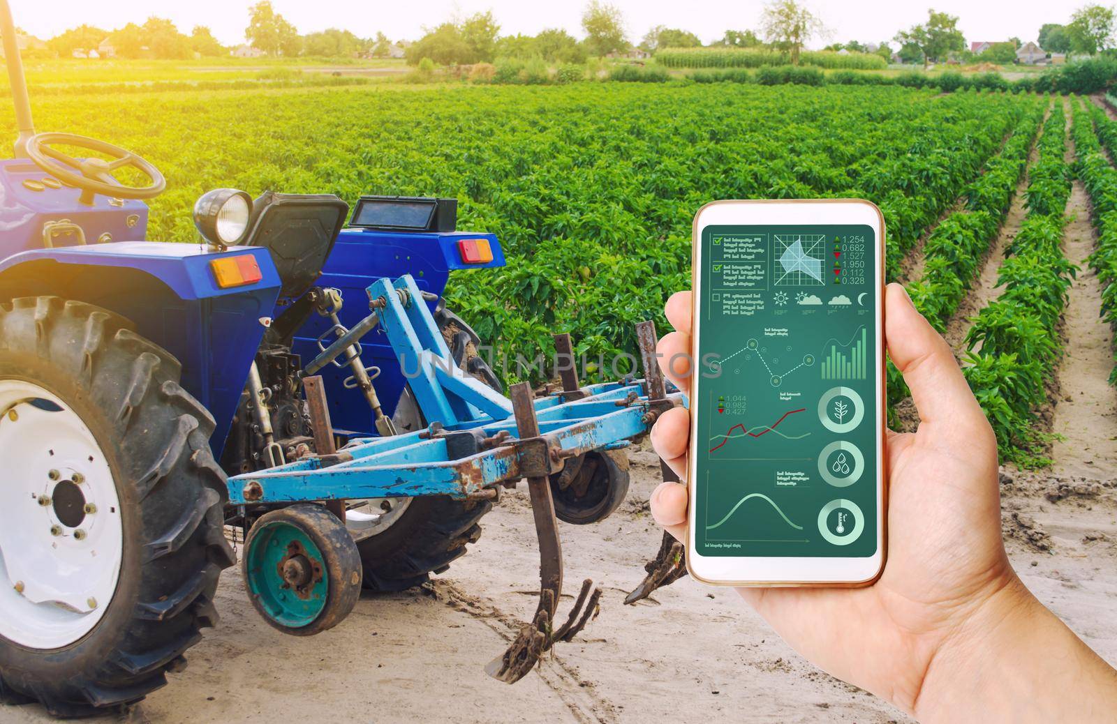 A hand is holding a smartphone with infographics on background of tractor and Bulgarian pepper plantation. Farming and agriculture. Agricultural machinery, data analyzing on plants status. harvesting by iLixe48