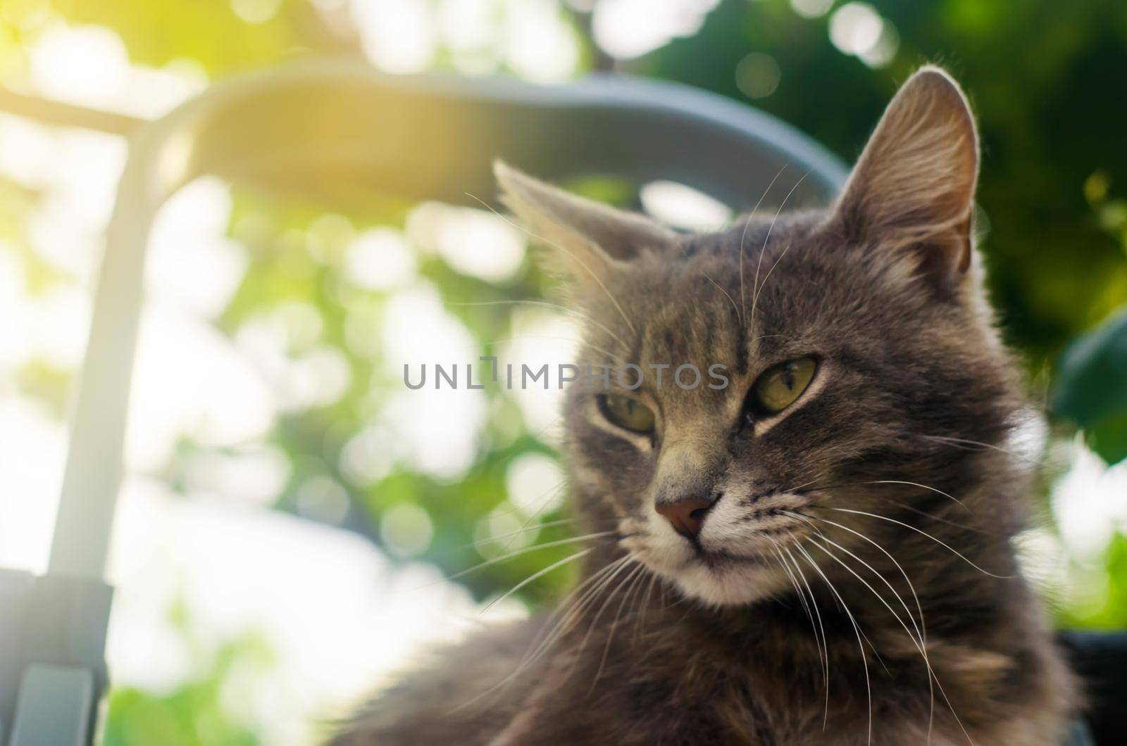 Gray cute cat looks with contempt and attention on the background of bokeh. curiosity and uncertainty. Domestic cat watching the bustle of owners. funny face of a pet. Place for text. Focus on nose by iLixe48