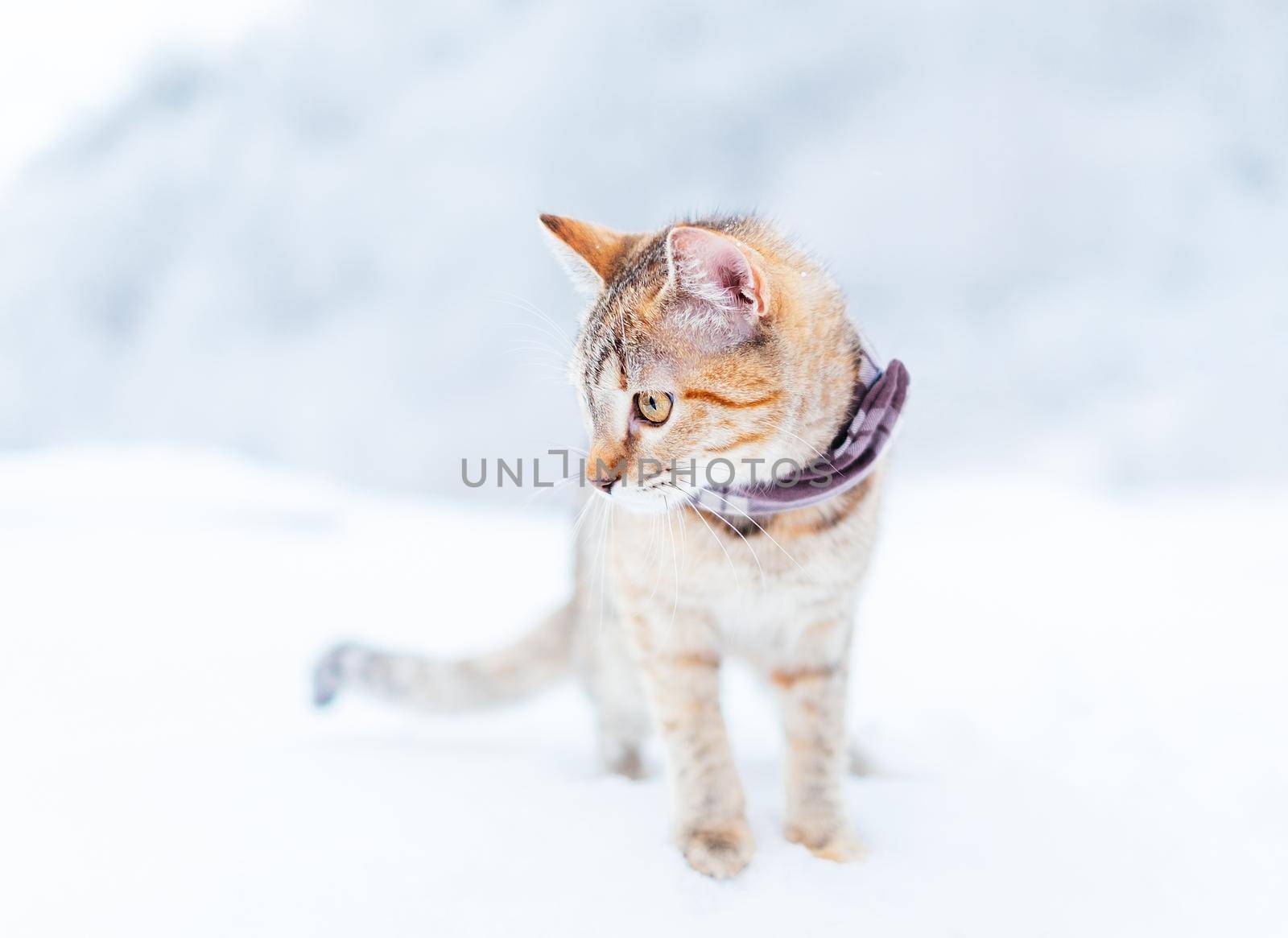 Traveler cute cat of ginger color walking in the winter outdoor.