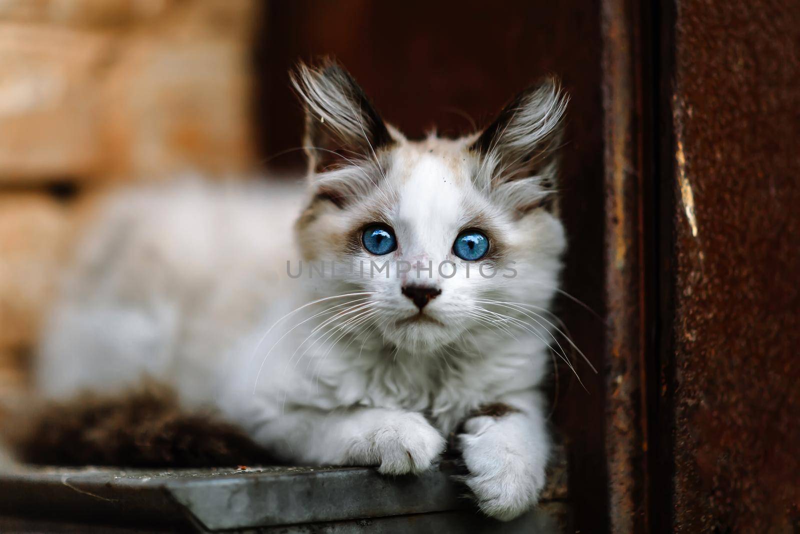 Homeless grimy little white kitten portrait. A beautiful cat with blue eyes. Animals are homeless. Small depth of field.