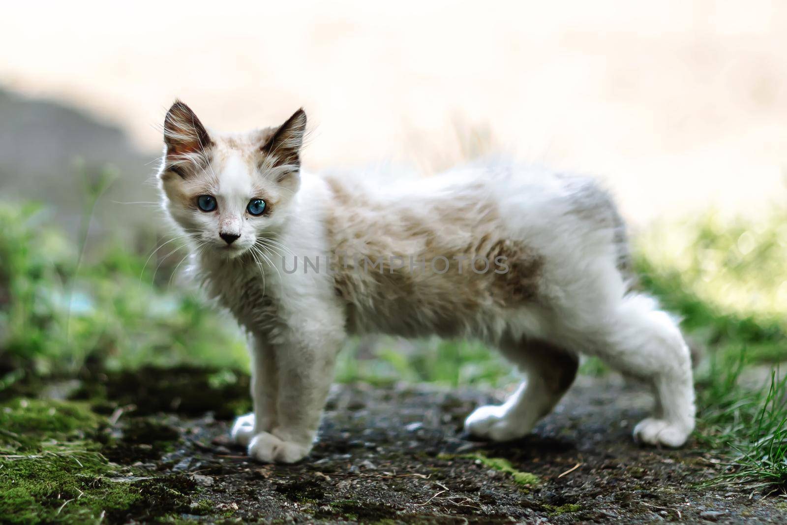 Homeless grimy little white kitten portrait. A beautiful cat with blue eyes. Animals are homeless. Small depth of field.