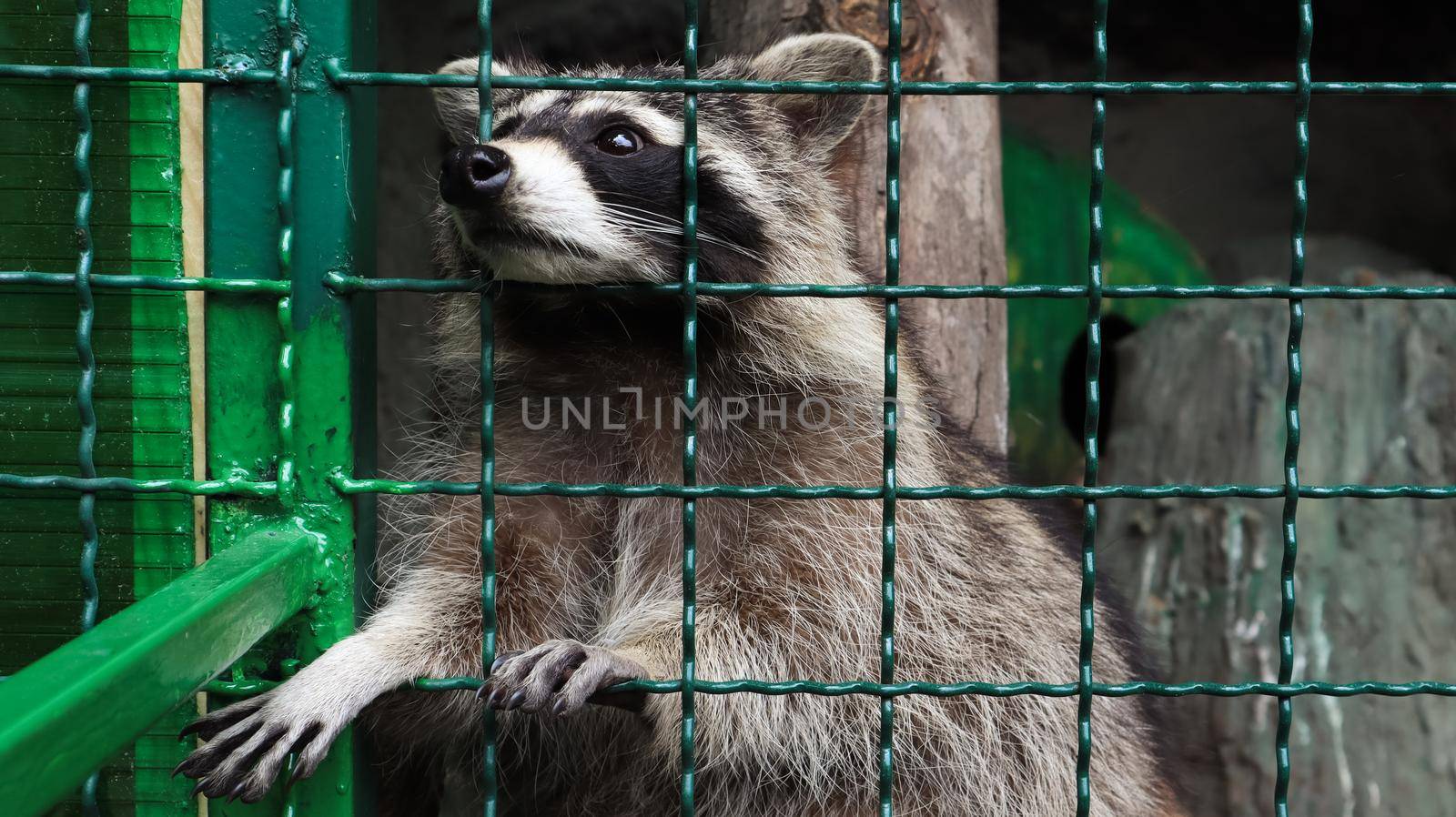 A raccoon in a cage in a zoo is scanning the grill. Portrait of a raccoon looking at the camera without touching the eyes. genus of predatory mammals of the raccoon family. inhabitants of America