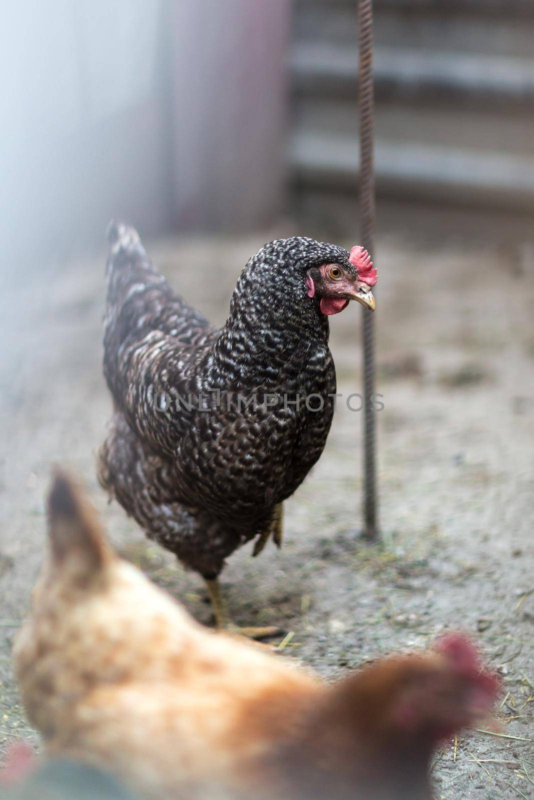 Portrait of chicken in crowded barn, small depth of field