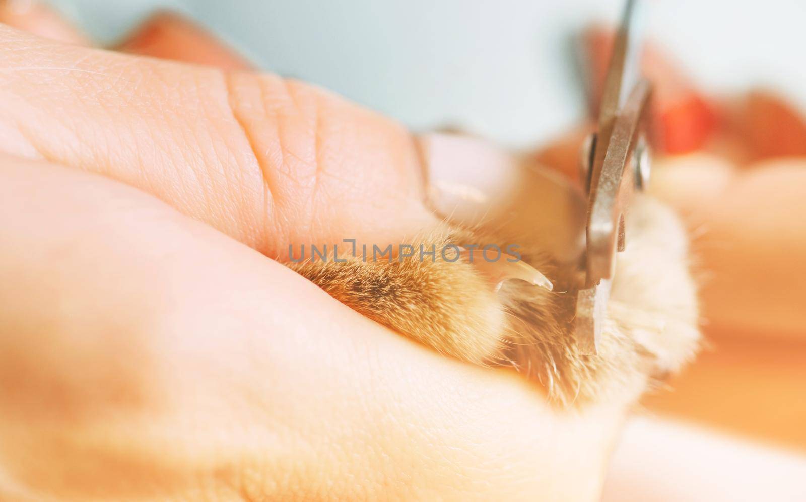 Woman trimming claws of domestic cat with clippers, view of hands.