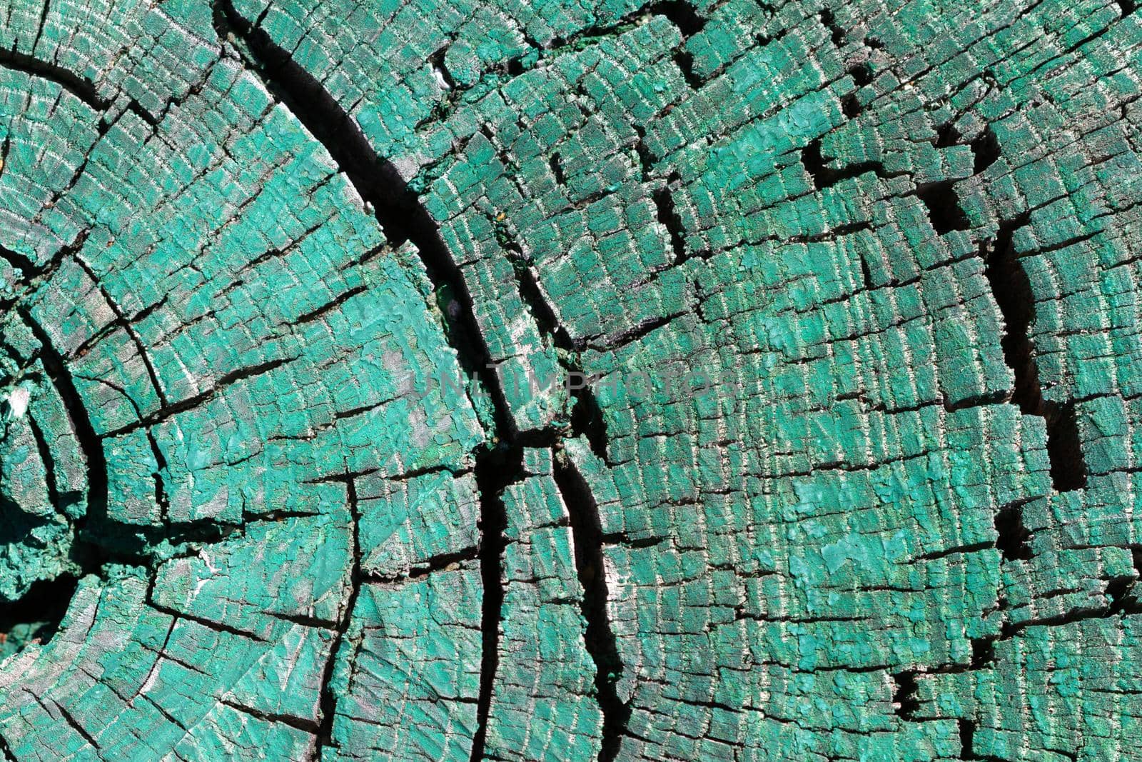 Closeup old wood texture of green colored cracked tree stump. Abstract grunge background