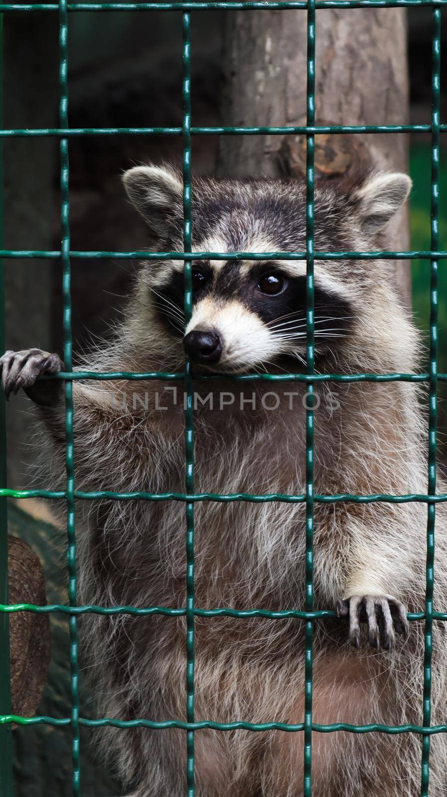 A raccoon in a cage in a zoo is scanning the grill. Portrait of a raccoon looking at the camera without touching the eyes. genus of predatory mammals of the raccoon family. inhabitants of America