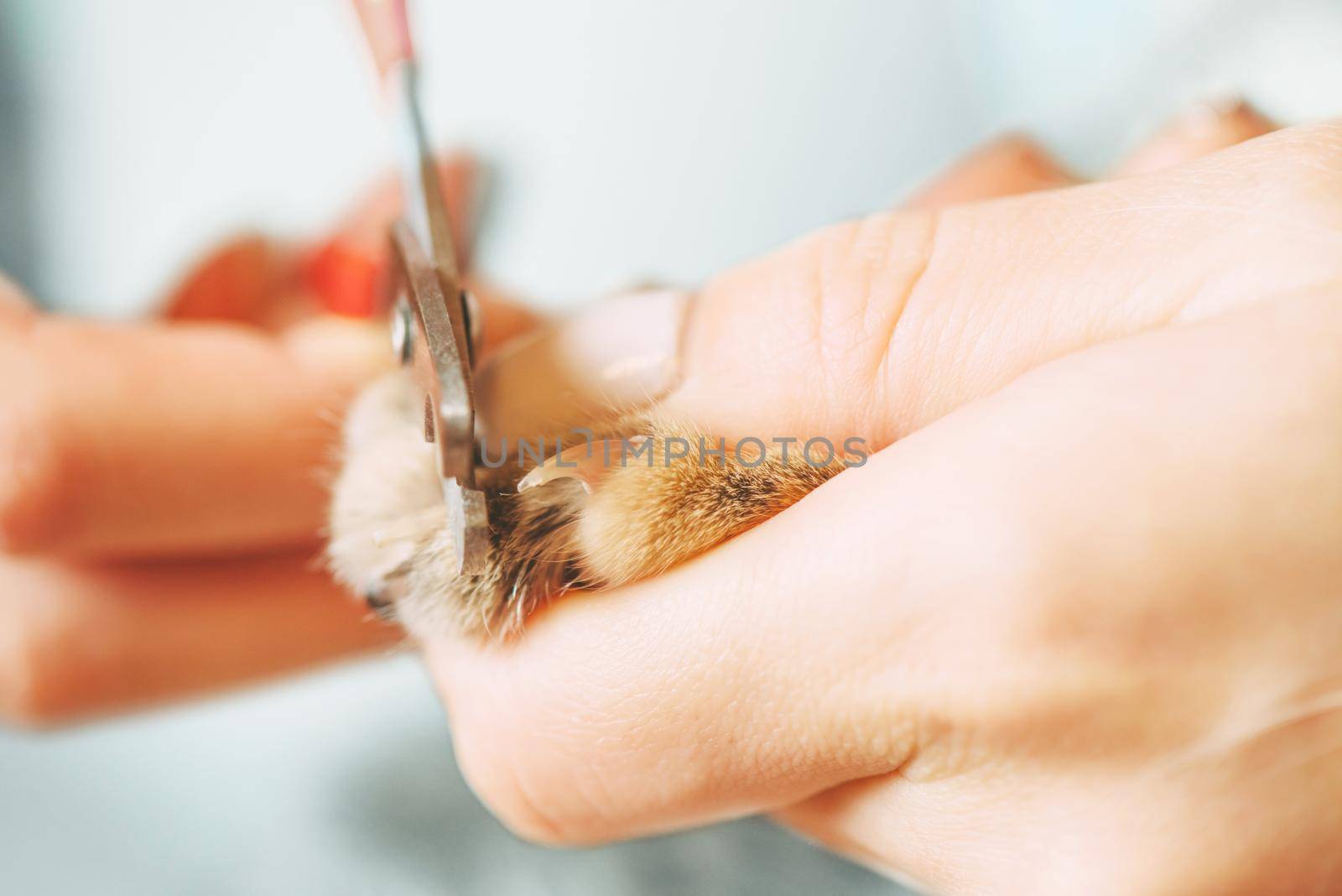 Woman cutting nails of domestic cat. by alexAleksei