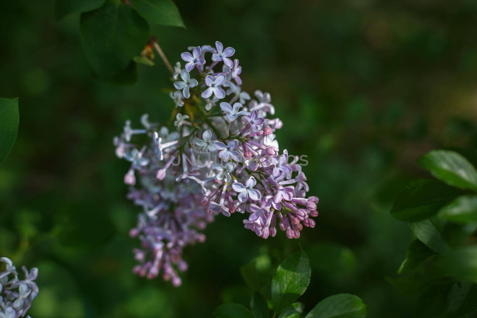 Selective focus, close up of branch with blooming lilac or bird cherry flowers in the sunlight. Concept of park, home garden or spring blossoming