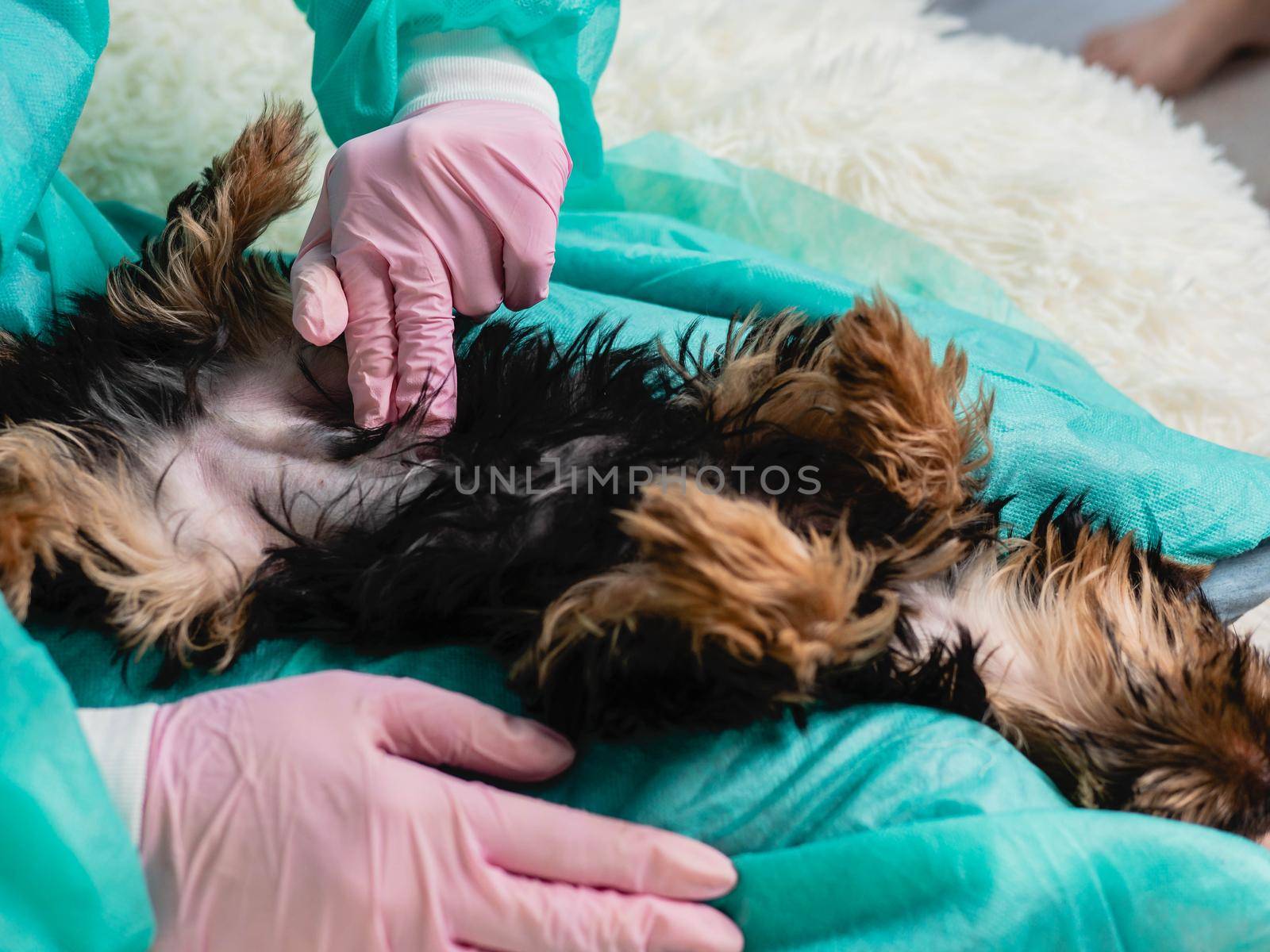 The family veterinarian palpates the belly of a small puppy. Digestive problems in purebred dogs