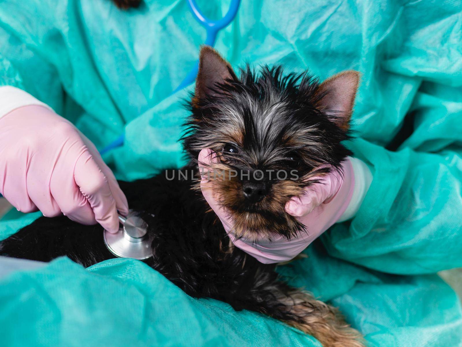 Yorkshire terrier puppy in a veterinary clinic, female veterinarian doctor listens with a phonendoscope to a dog