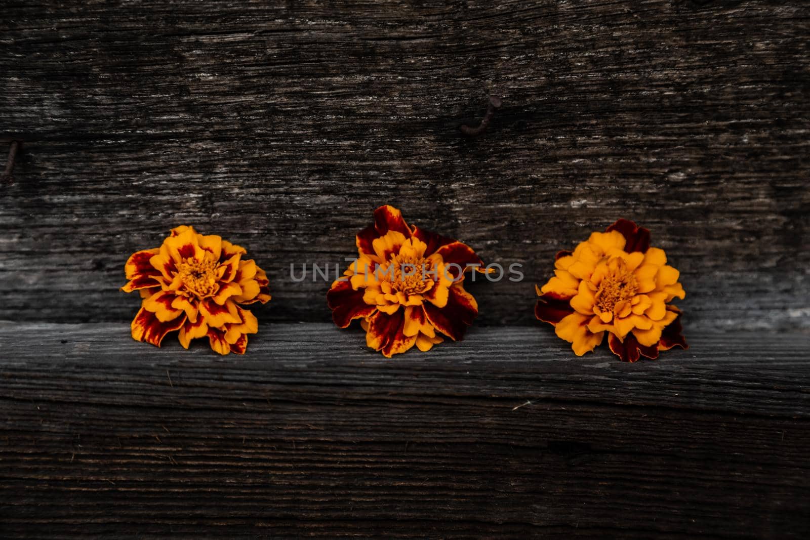 Three yellow Chernobrivtsi flowers lie on the wooden background. View from above. The concept of chat, communication, downloads, progress