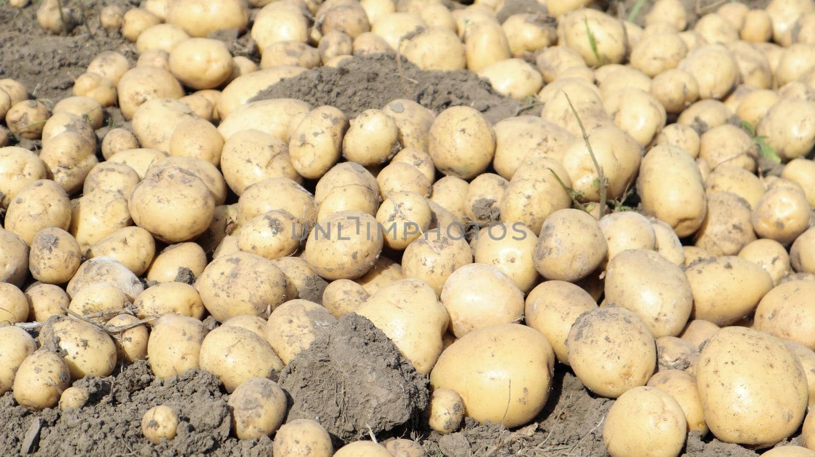 Freshly dug Riviera potatoes lie a lot on the ground in the garden. Obtained by crossing Minerva and Alkmaria. It is intended for sale on the market of early potatoes and for sale in washed form