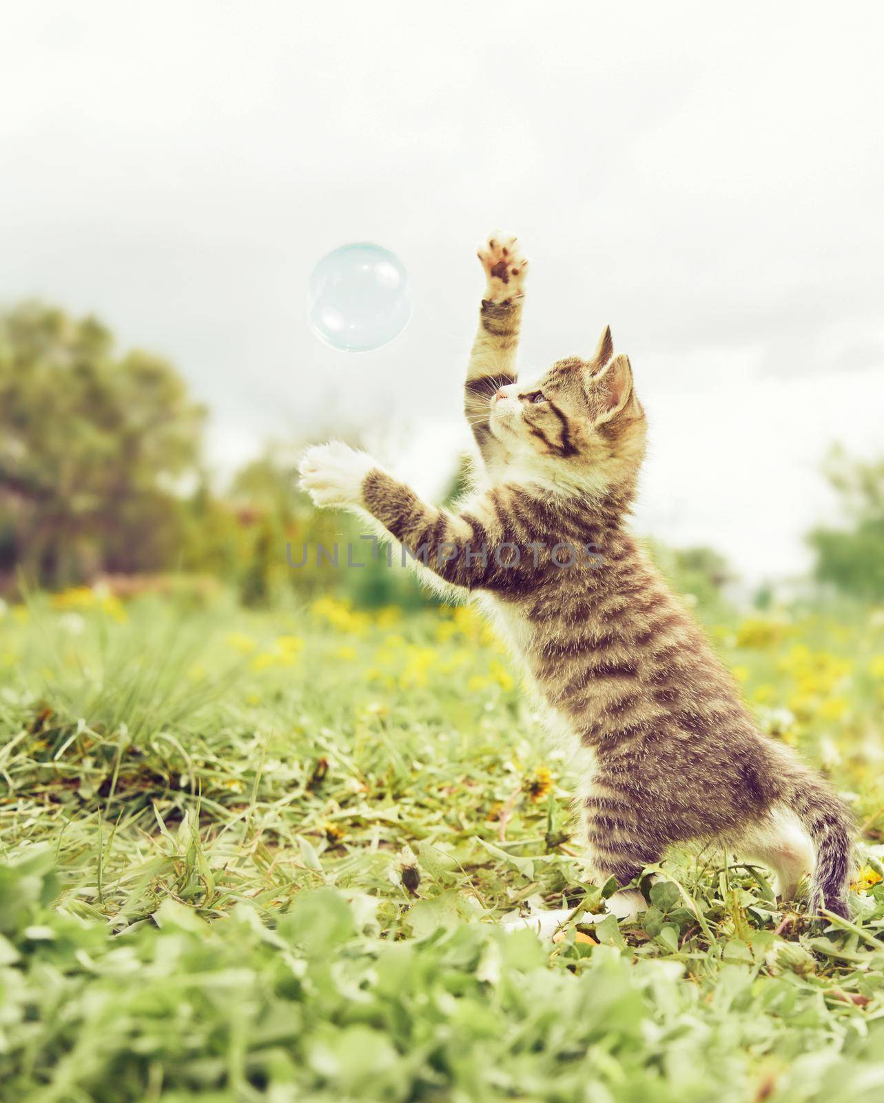 Cute tabby kitten playing with soap bubble on sunny summer day outdoor.