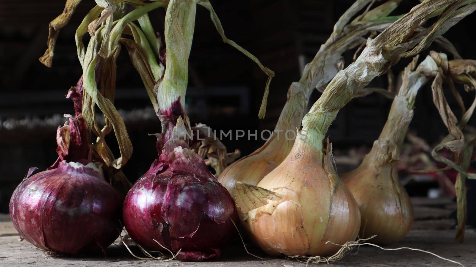 Fresh large onion yellow and purple onions on a very old oak wooden board outdoors. Perennial herb of the Onion family, a widespread vegetable crop