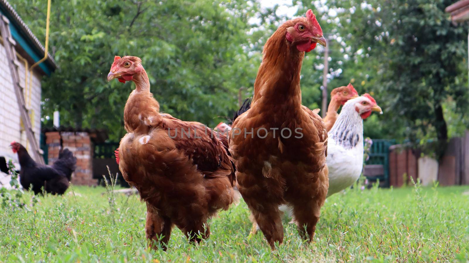 Pedigree brown and white hens and roosters eat grass in nature, outdoors in the backyard of a house near a chicken coop in the countryside. Purebred chickens in the yard of a rural house