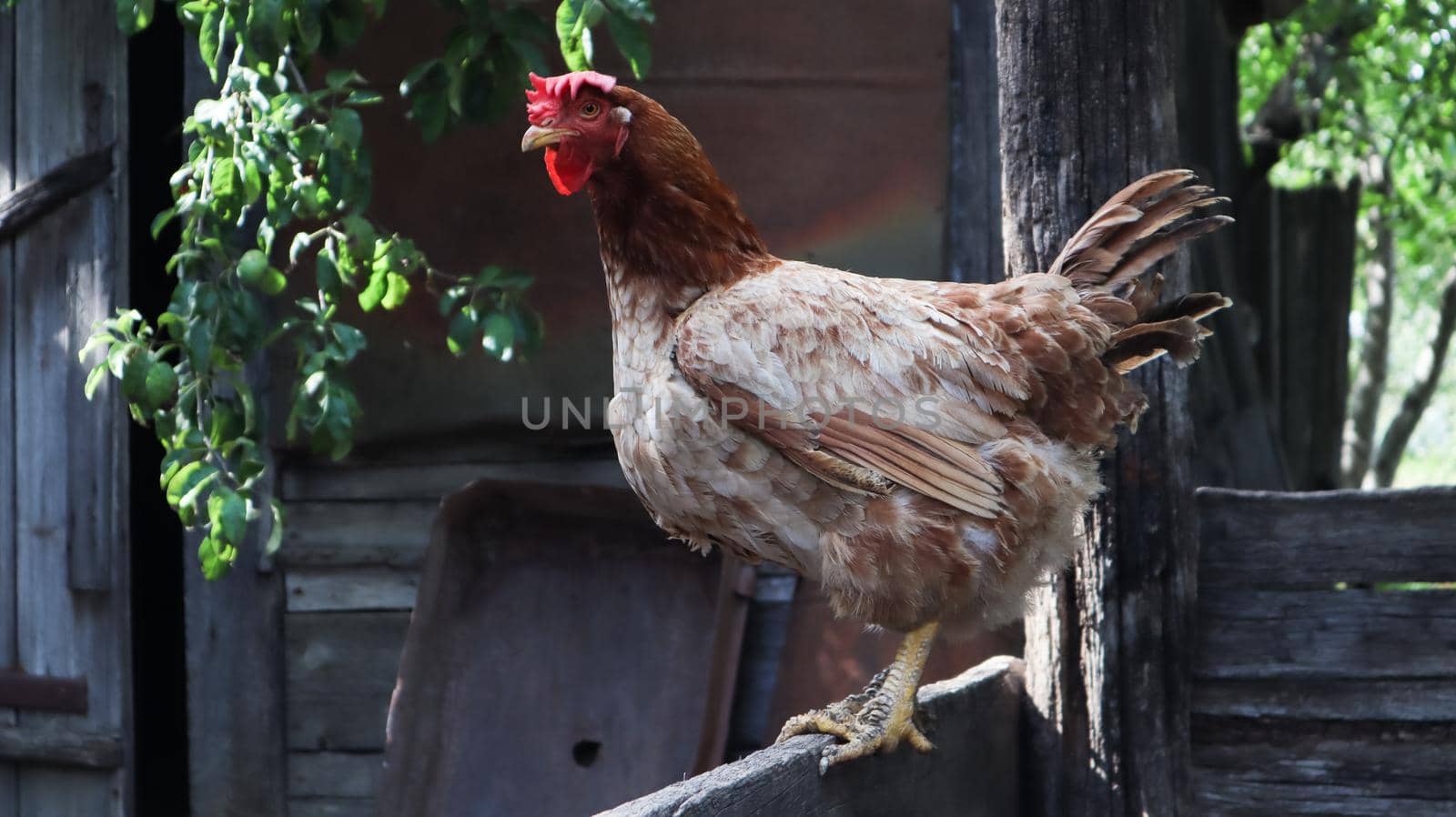 One large red-brown laying hen in the countryside on a sunny day against a colorful summer background. Loman Brown belongs to the egg type of chickens. Poultry breeding, chicken and egg production