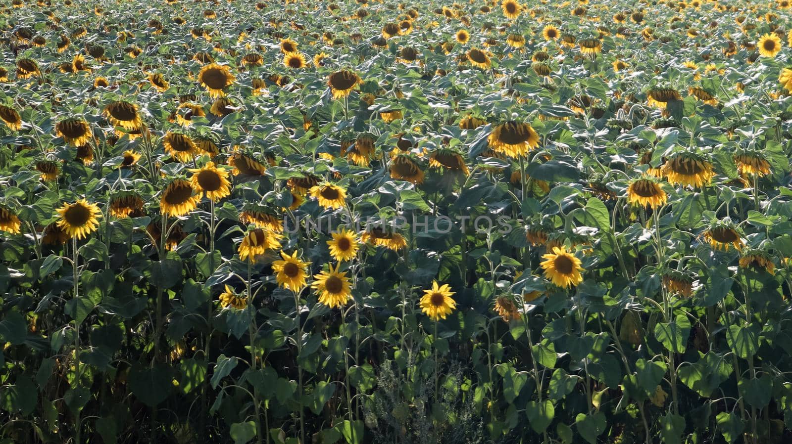 Beautiful landscape, a field of beautiful and bright yellow-gold sunflowers on a bright sunny day. Ecology concept photo. Agricultural industry. Perfect wallpaper. Agricultural industry
