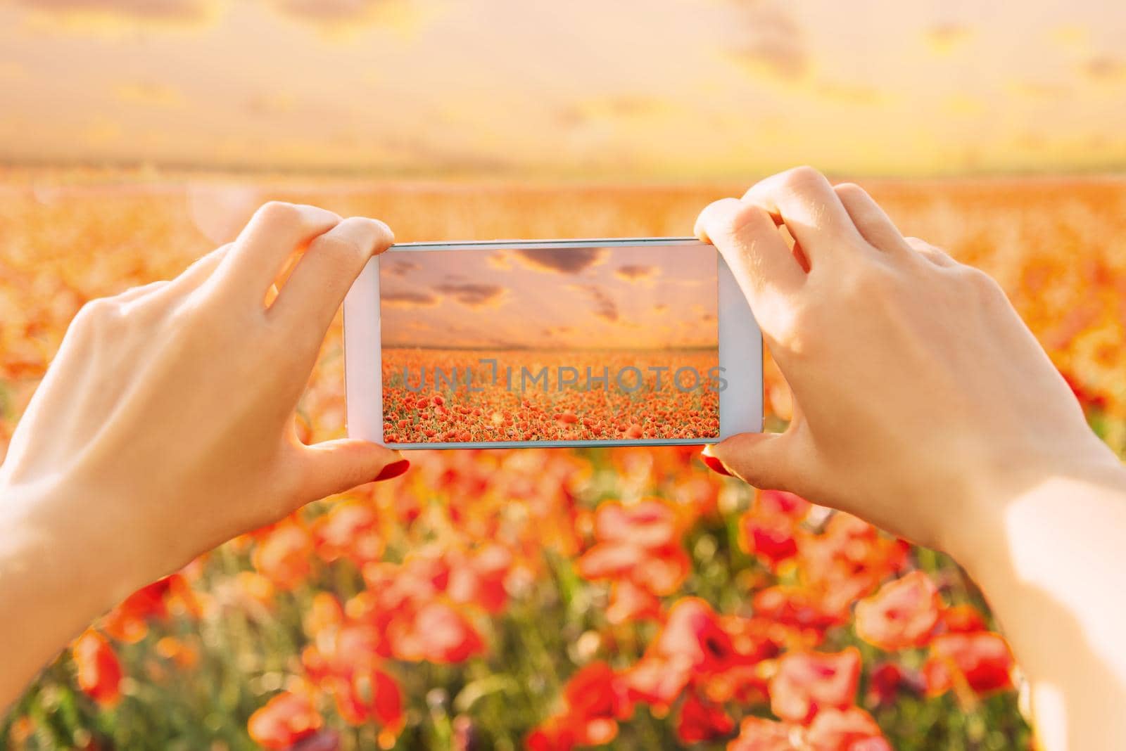 Female hands taking photo of red poppies flower meadow with smartphone at sunset, point of view.