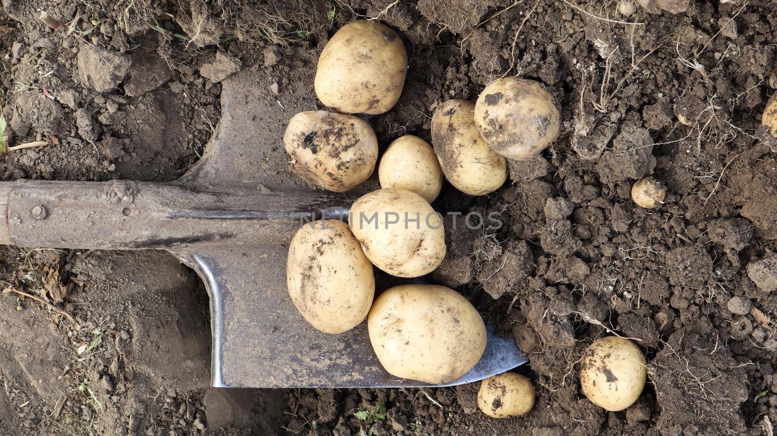 Harvesting from the soil on the plantation of early young potatoes. Fresh organic potatoes are dug out of the ground with a shovel in a farm garden