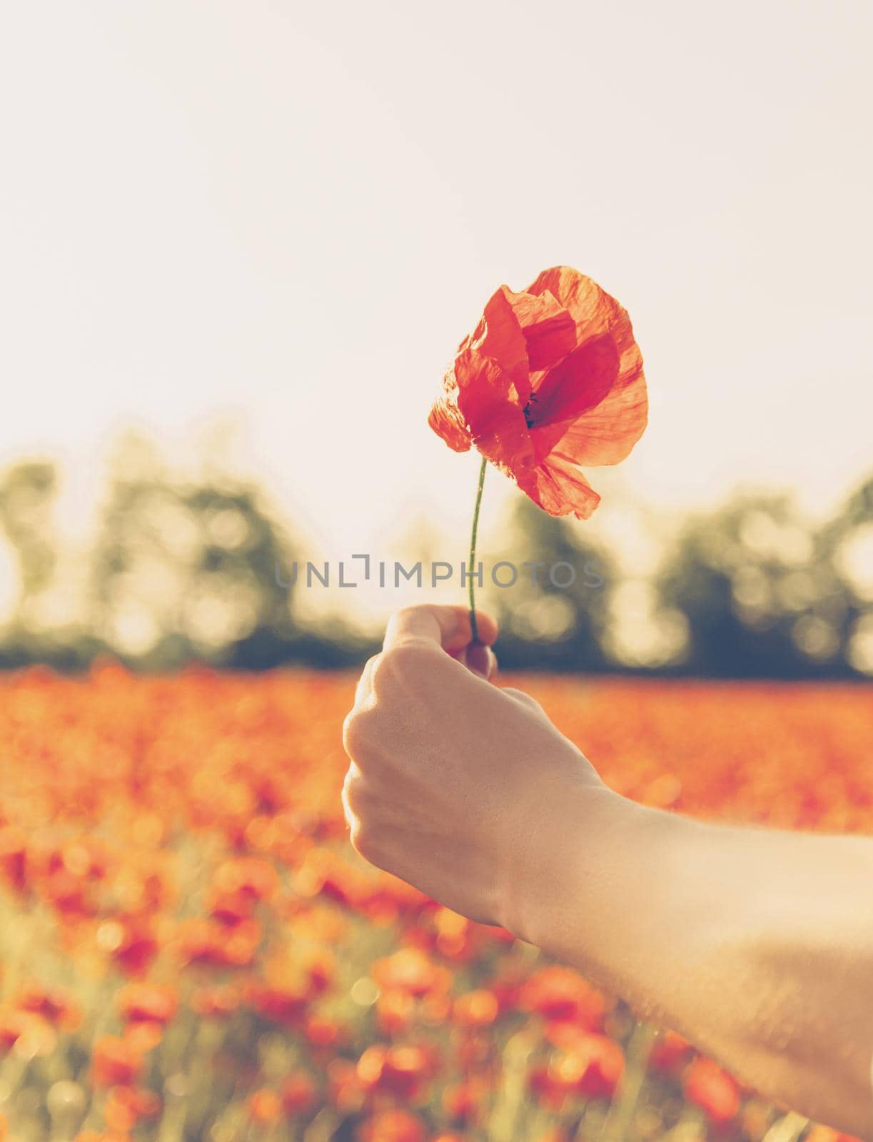 Female hand with poppy flower outdoor. by alexAleksei