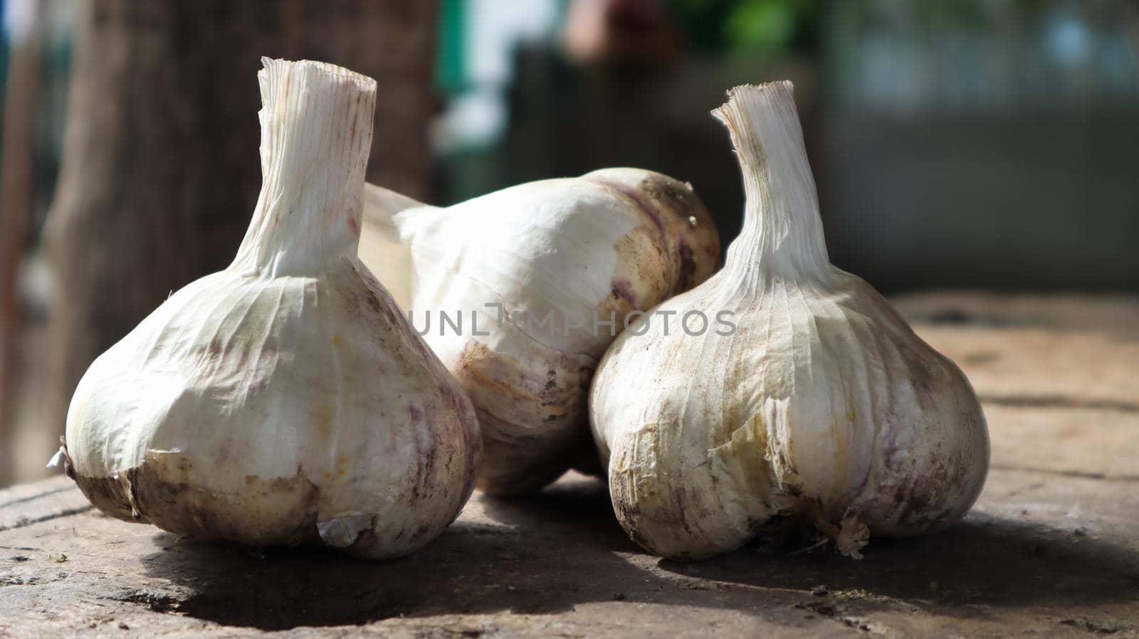 Three heads of Messidor garlic on a wooden background. This variety is high yielding, good quality, ripens early and has high yields. The main color of dry outer scales is yellowish white