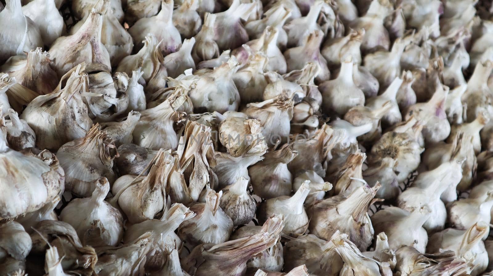 A lot of messidor garlic is spread out in the open air. This variety is high yielding good quality, ripens early and has a high yield, grown in Holland