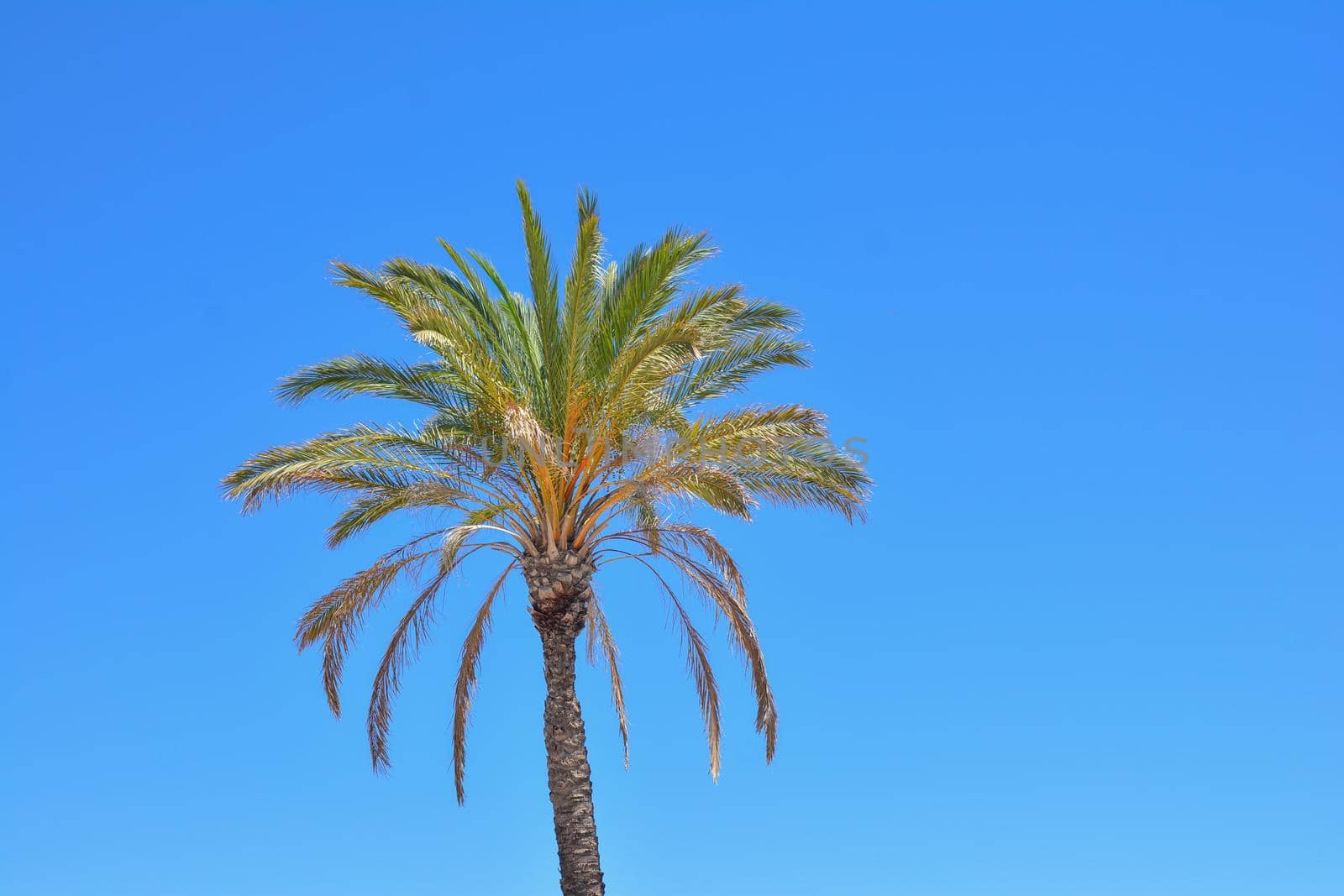One palm tree on a blue sky background