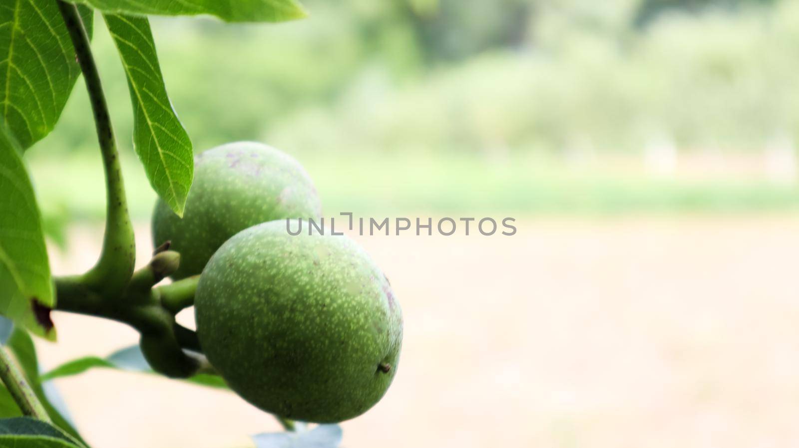 Two green unripe walnuts on a tree branch surrounded by leaves in summer in the garden or horticultural farm, nature