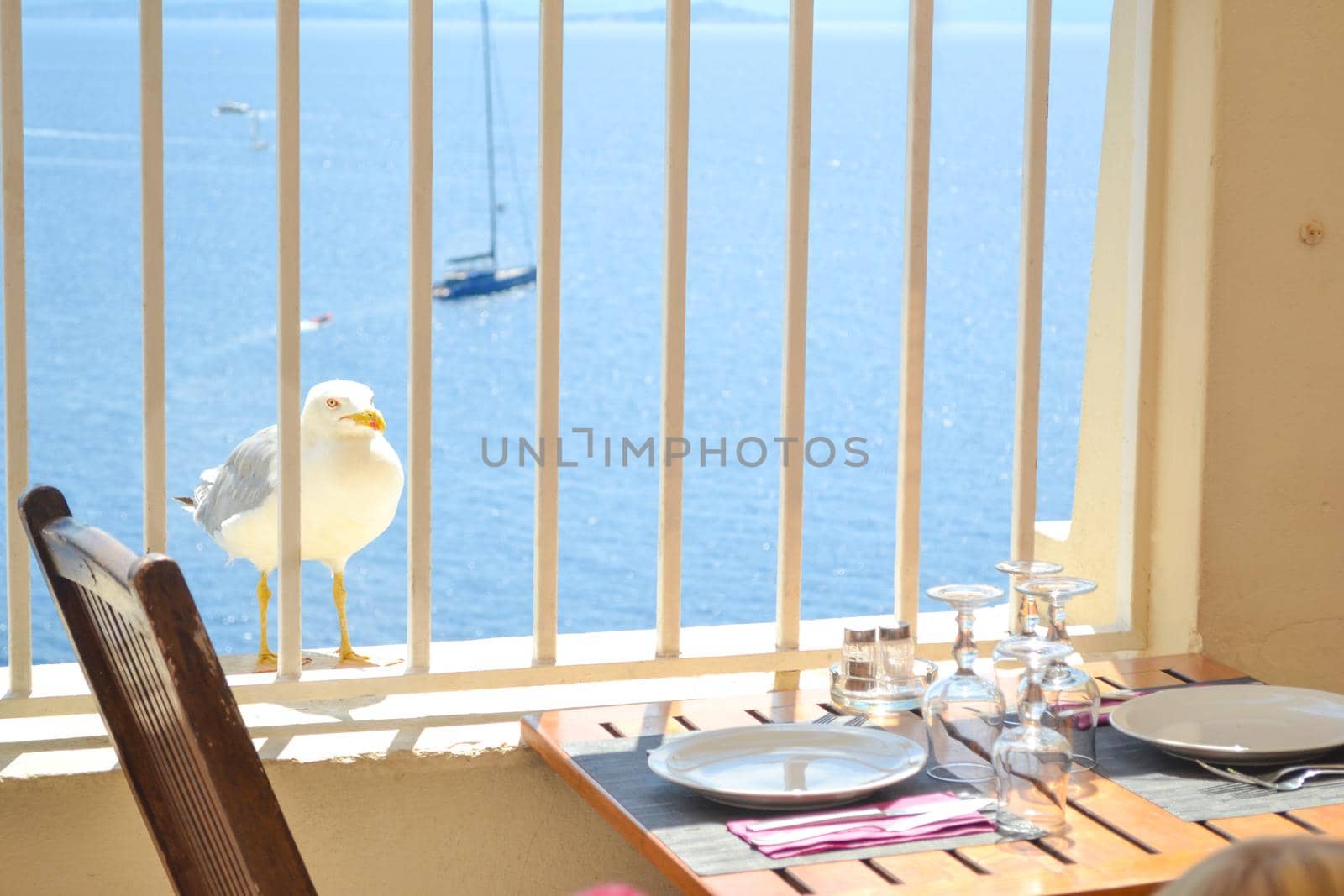 white seagull bird near the table of a restaurant Sea beach