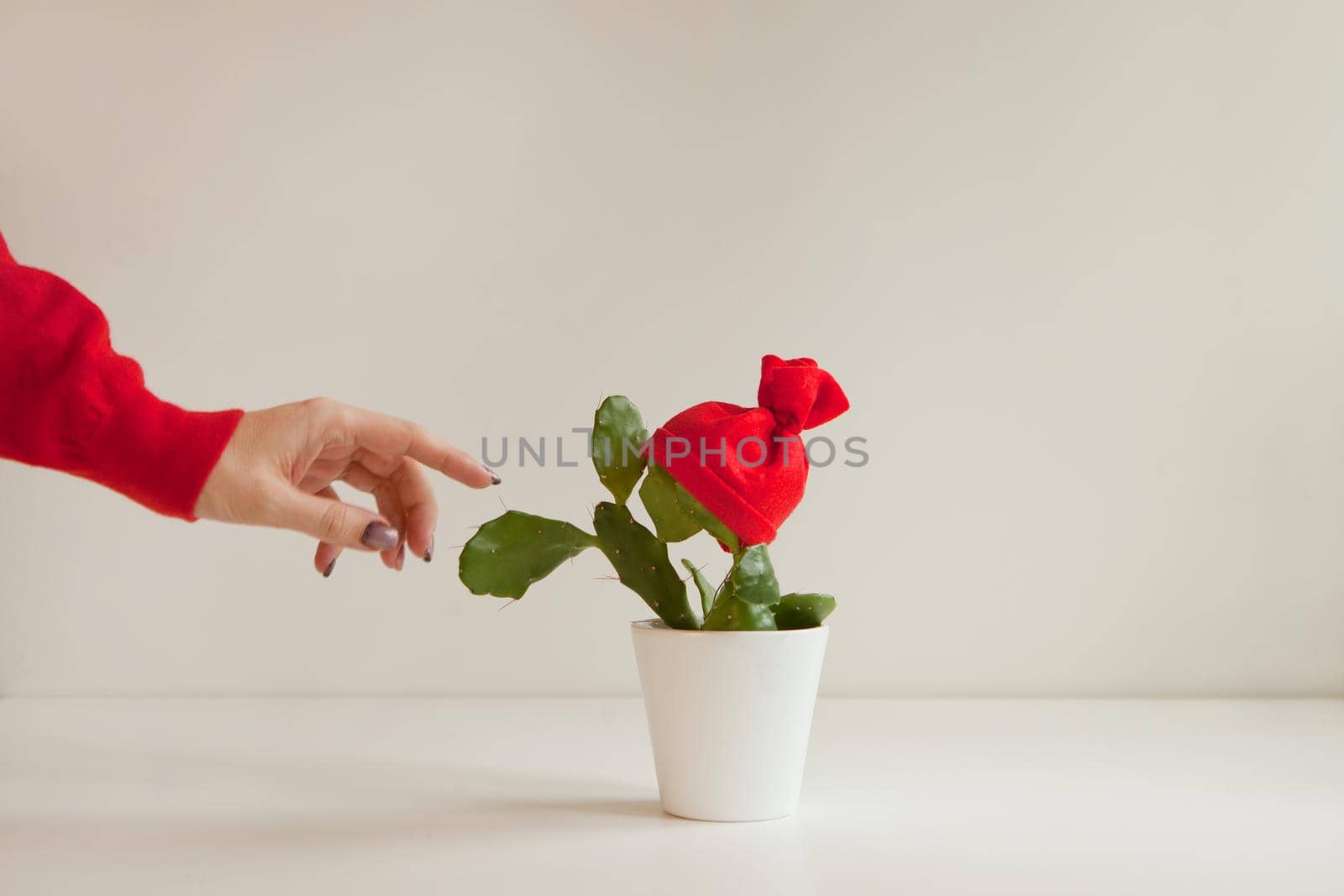 woman finger tries pricking cactus with red Santa hat at white pot. hand touching green cactus plant by julija