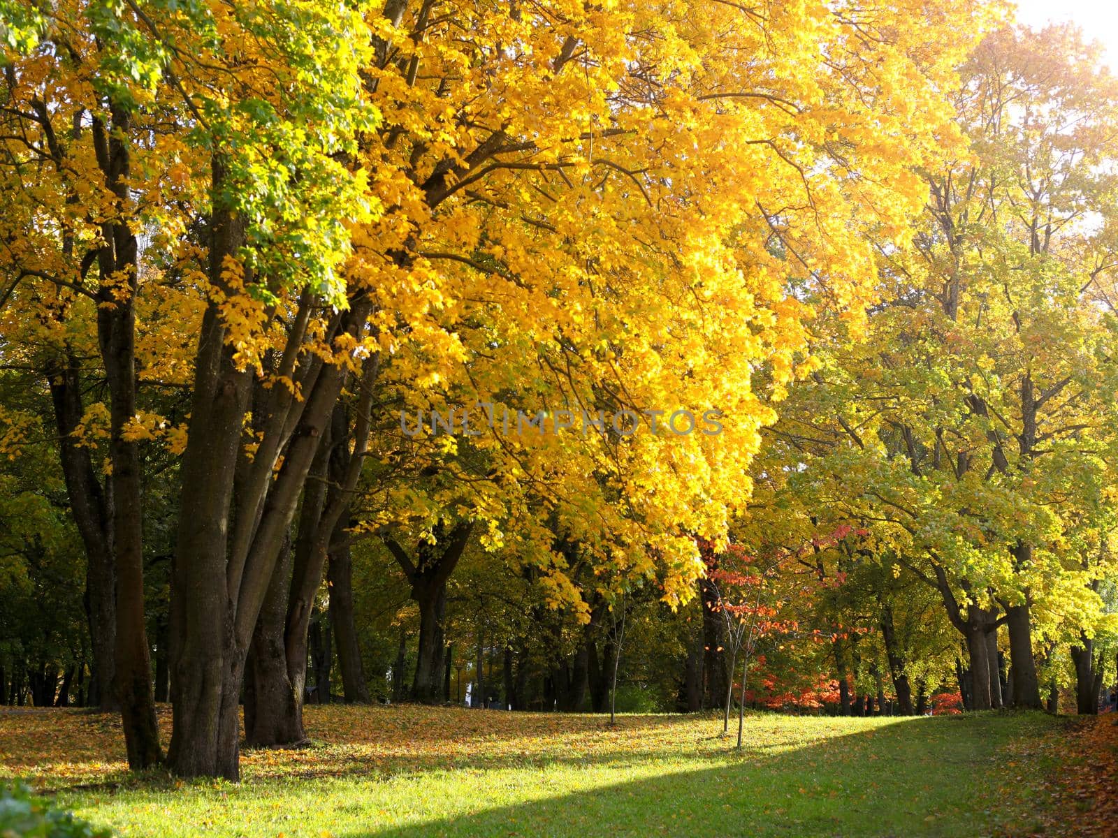 beautiful colorful autumn park. autumn park with maple trees. yellow and green foliage at sunny day