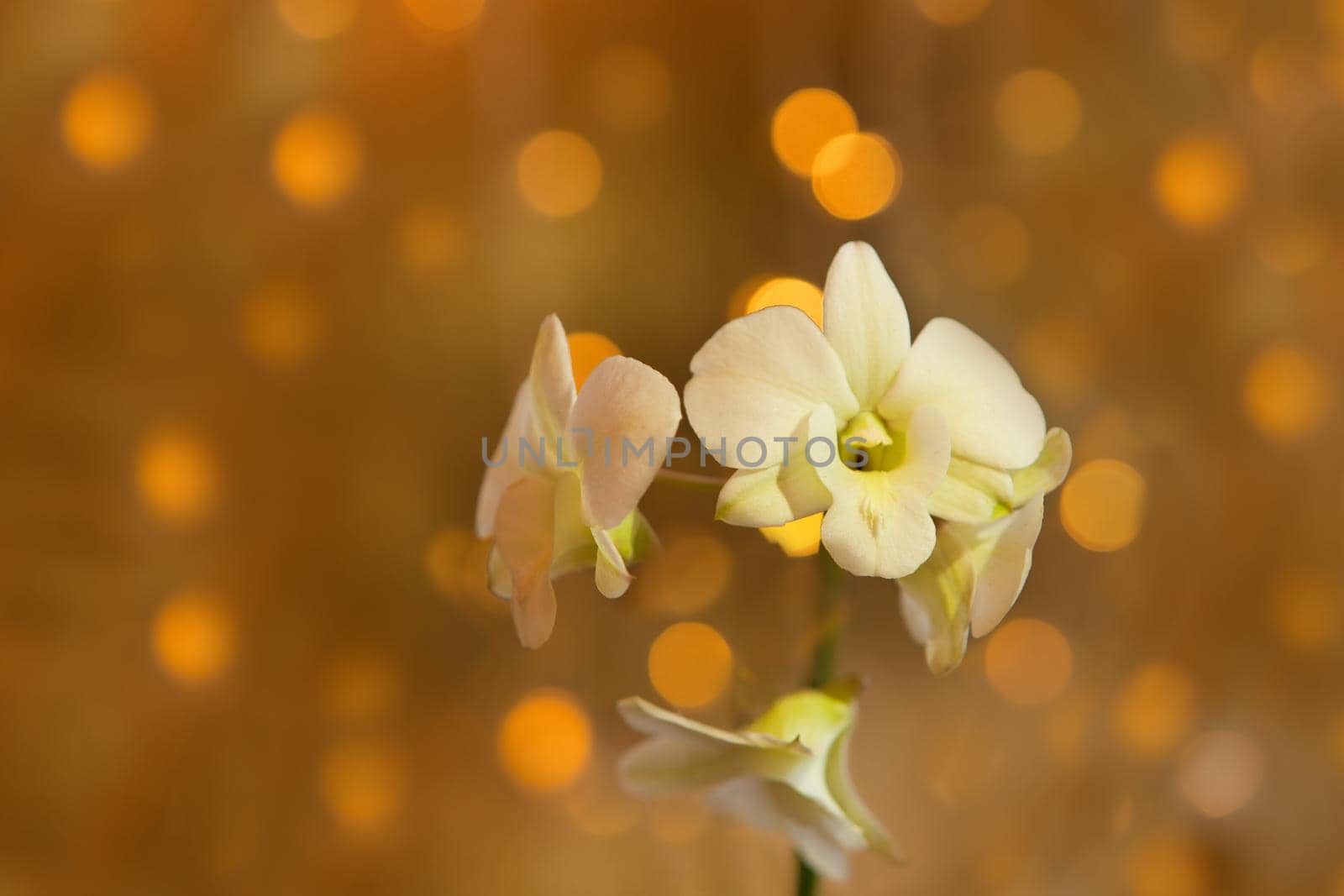 white orchid flower on golden bokeh background. close up tropical orchid phalaenopsis branch with golden bokeh