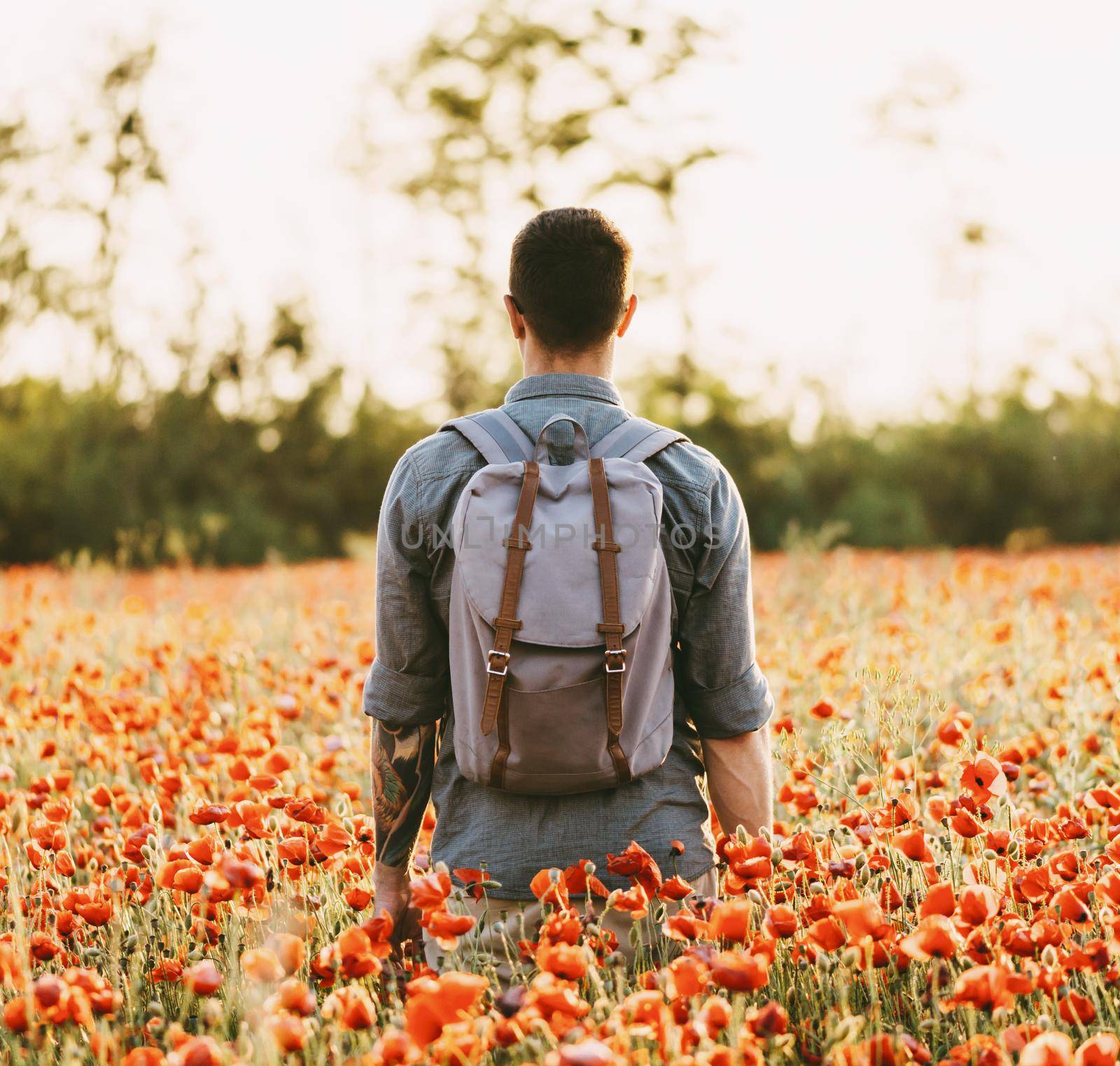 Rear view of unrecognizable young man with backpack walking in summer poppy flower meadow, enjoying nature.