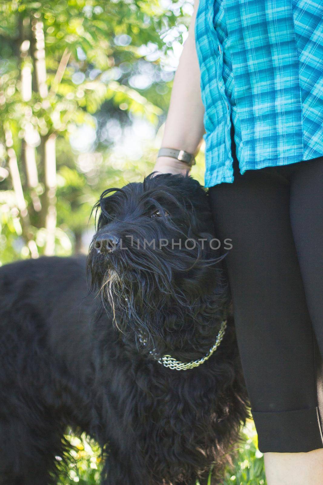 Big black dog at the feet of his mistress, telephoto shot