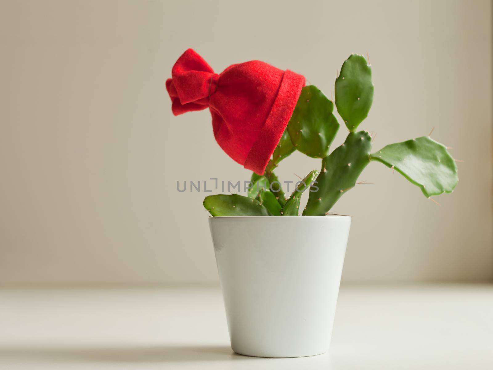 green cactus with red christmas hat or bonnet in white pot. Funny decorated flower with Santa's hat waiting for new year party