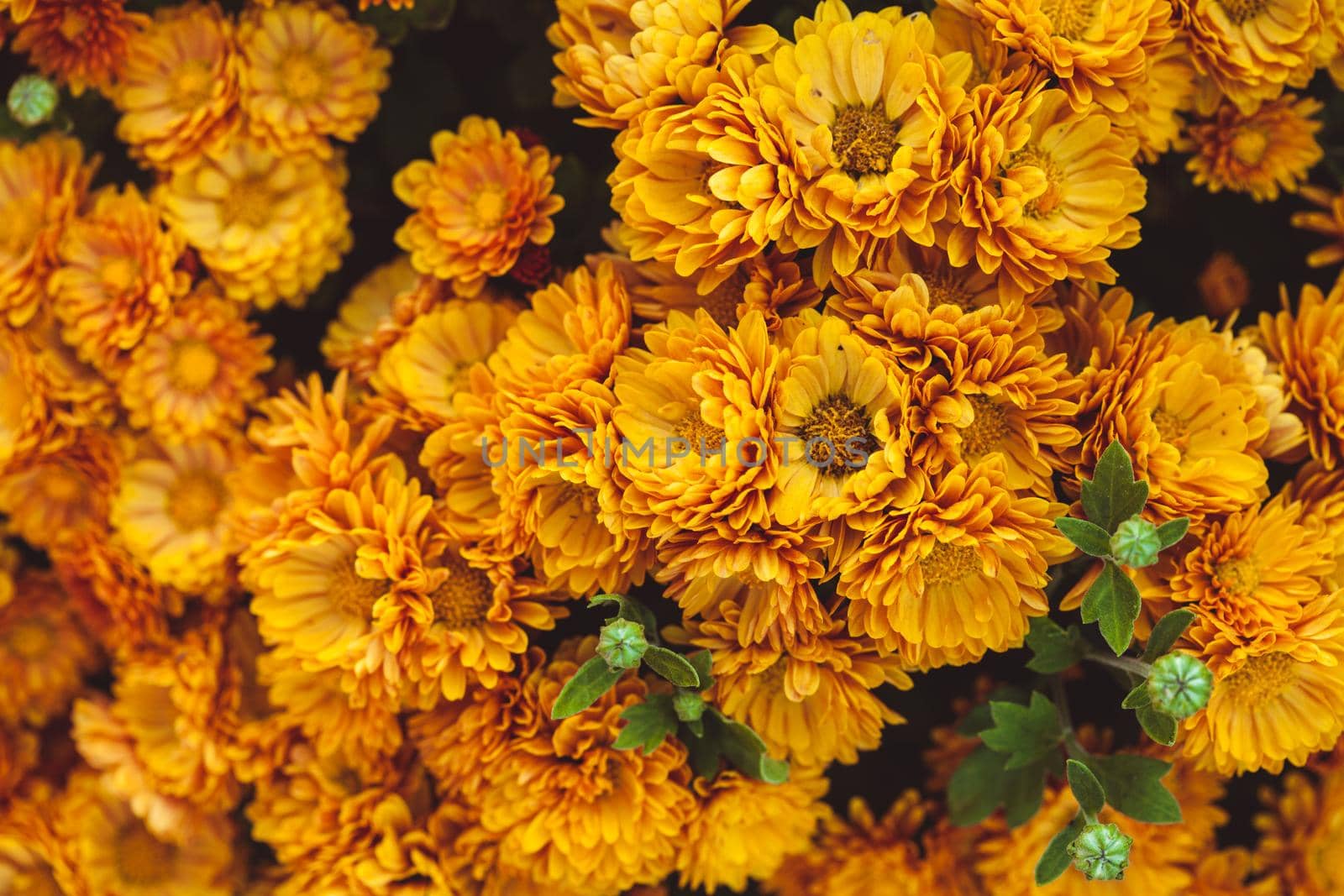 Orange chrysanthemum by oksix