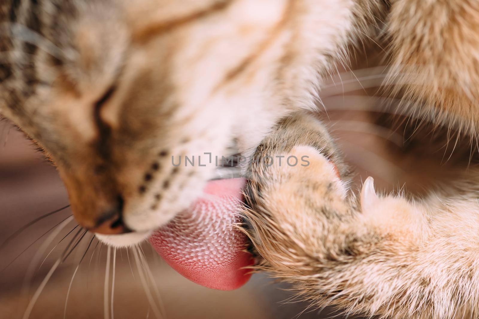 Cute tabby cat licking his paw, close-up. Focus on tongue.