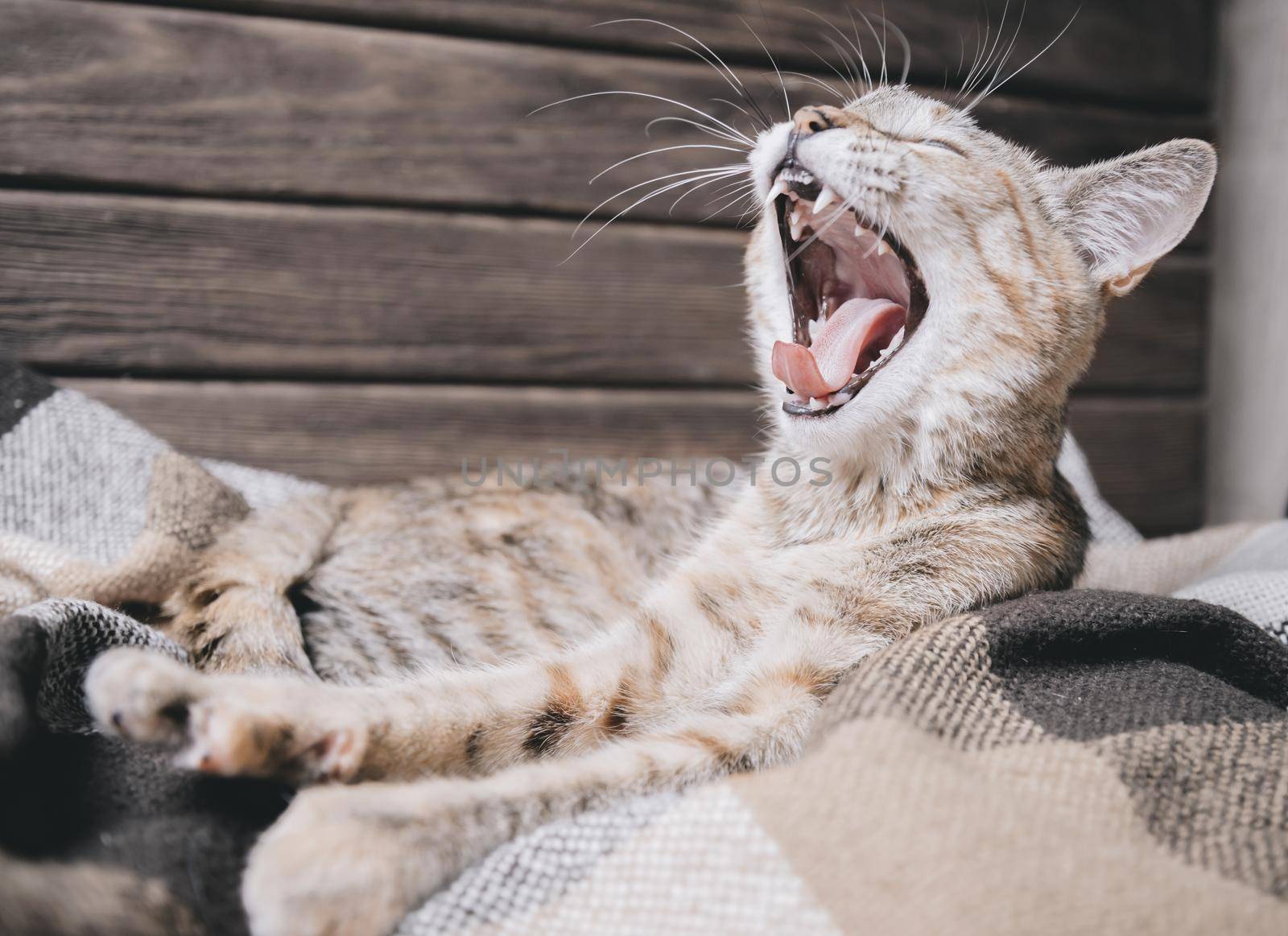 Tabby cat lying on plaid and yawning. by alexAleksei