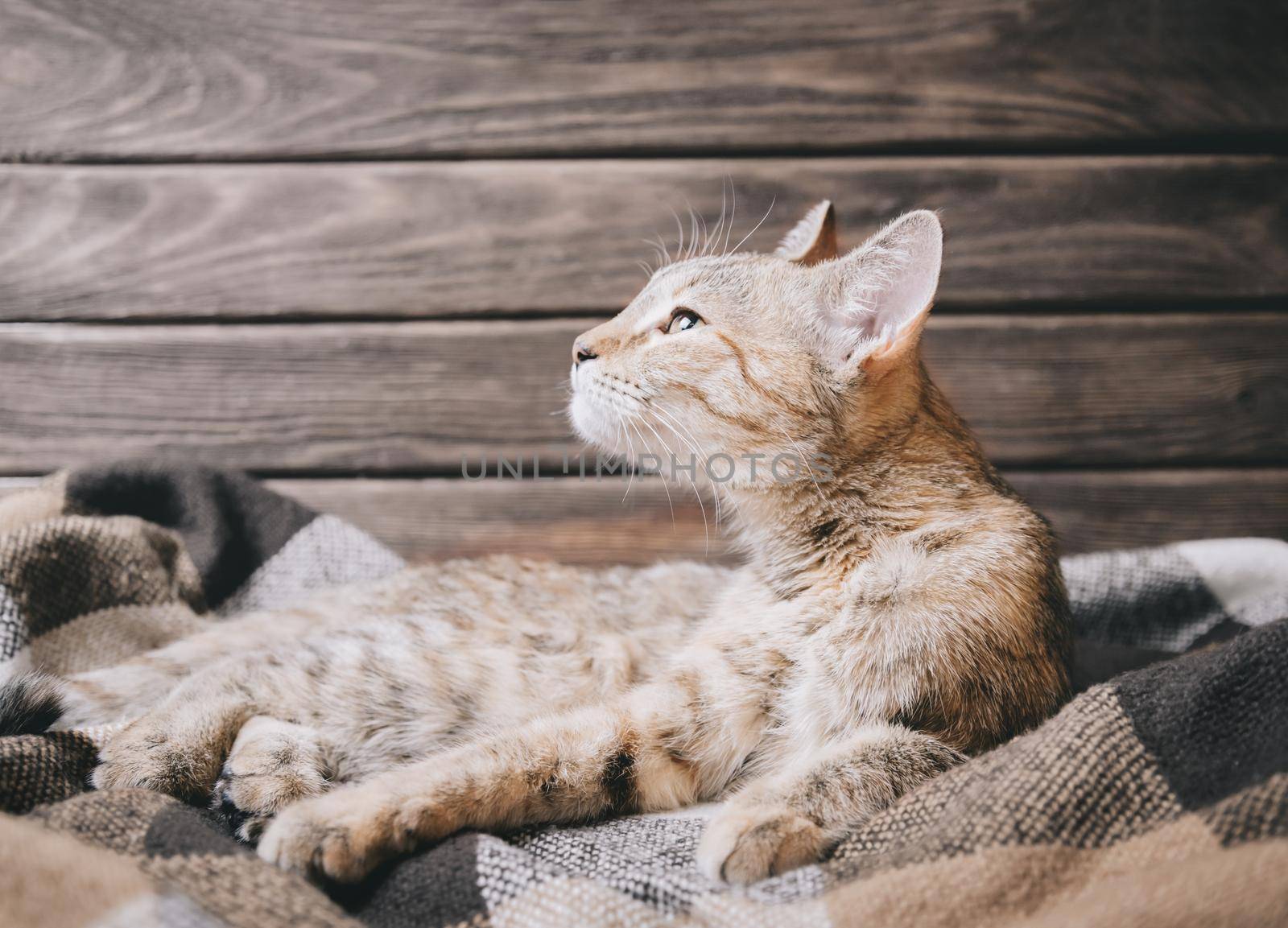 Cute tabby cat resting on soft plaid. by alexAleksei