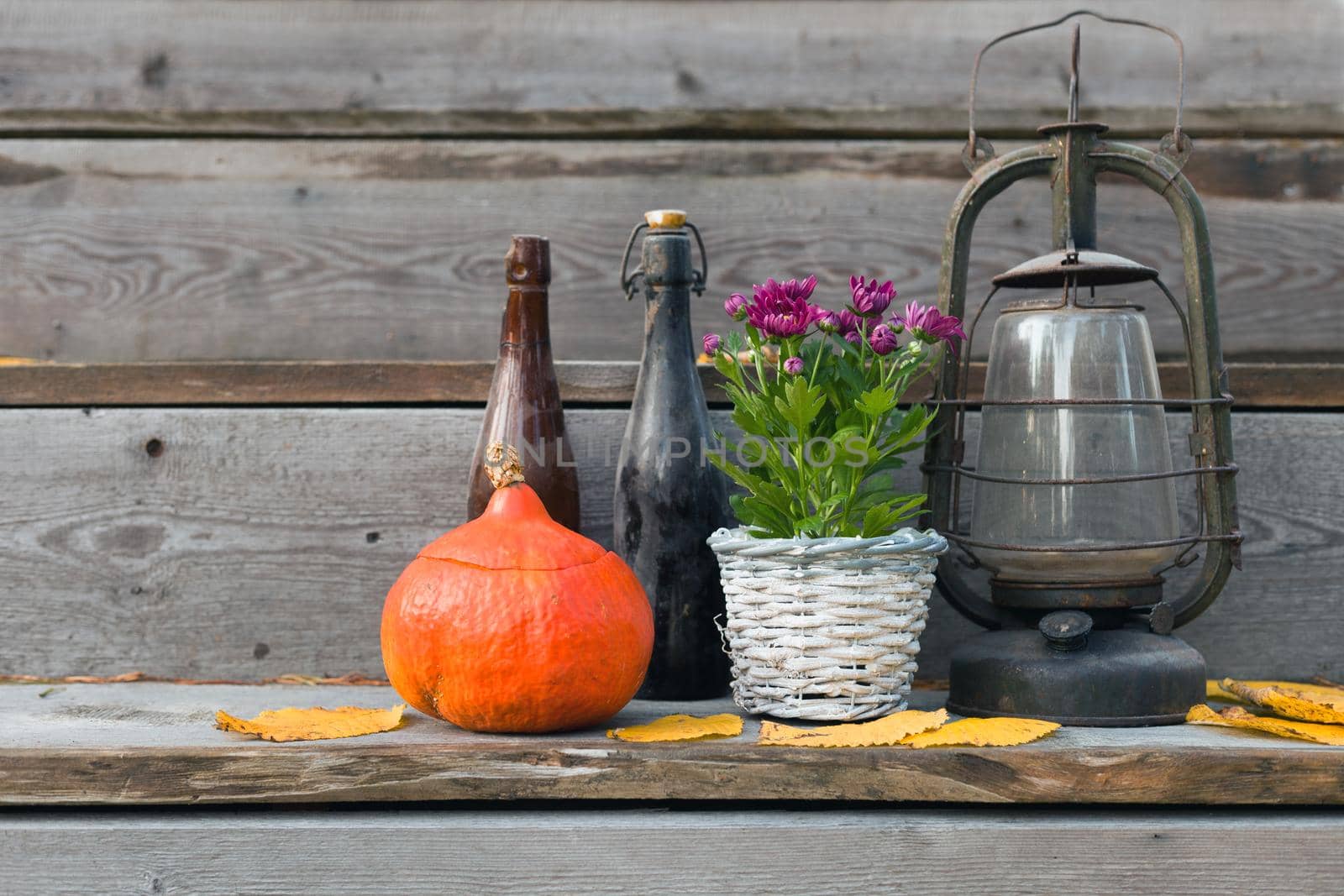 halloween pumpkins decorations with lantern. old bottle near pumpkins and flowers on wooden floor. old black bottle standing near pumpkins and red flowers on wooden floor