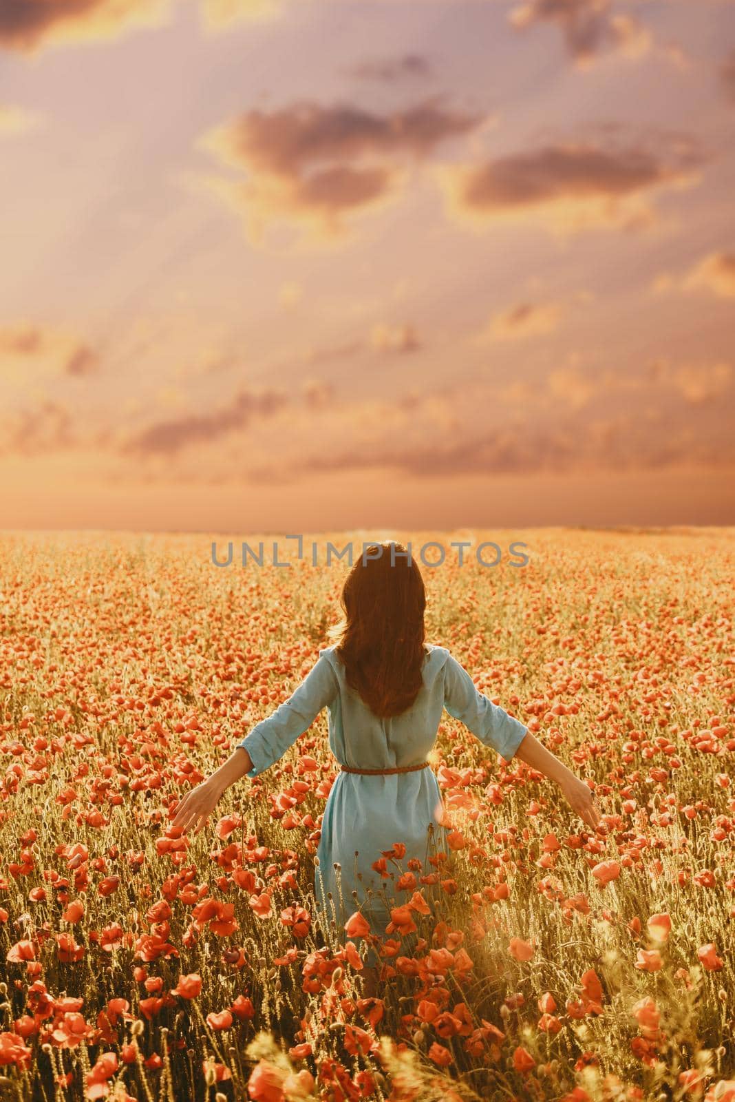 Brunette young woman walking through poppy meadow and touching flowers in summer, rear view.