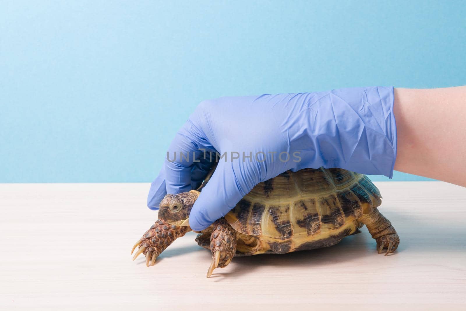 hand of a veterinarian in a glove holds the head of a land tortoise for examination, treatment of scoops, herpetologist's office, blue background wooden table